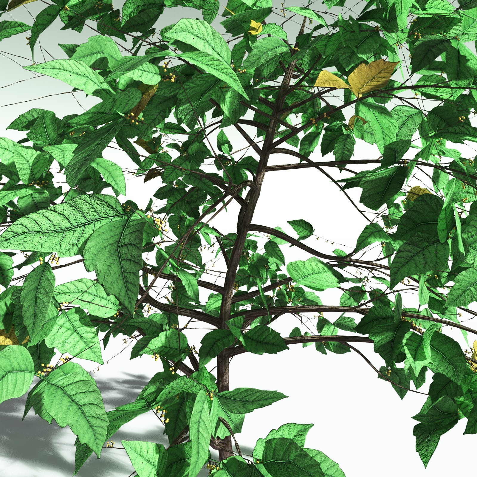EVERYPlant Western Poison Oak for Poser by N/A