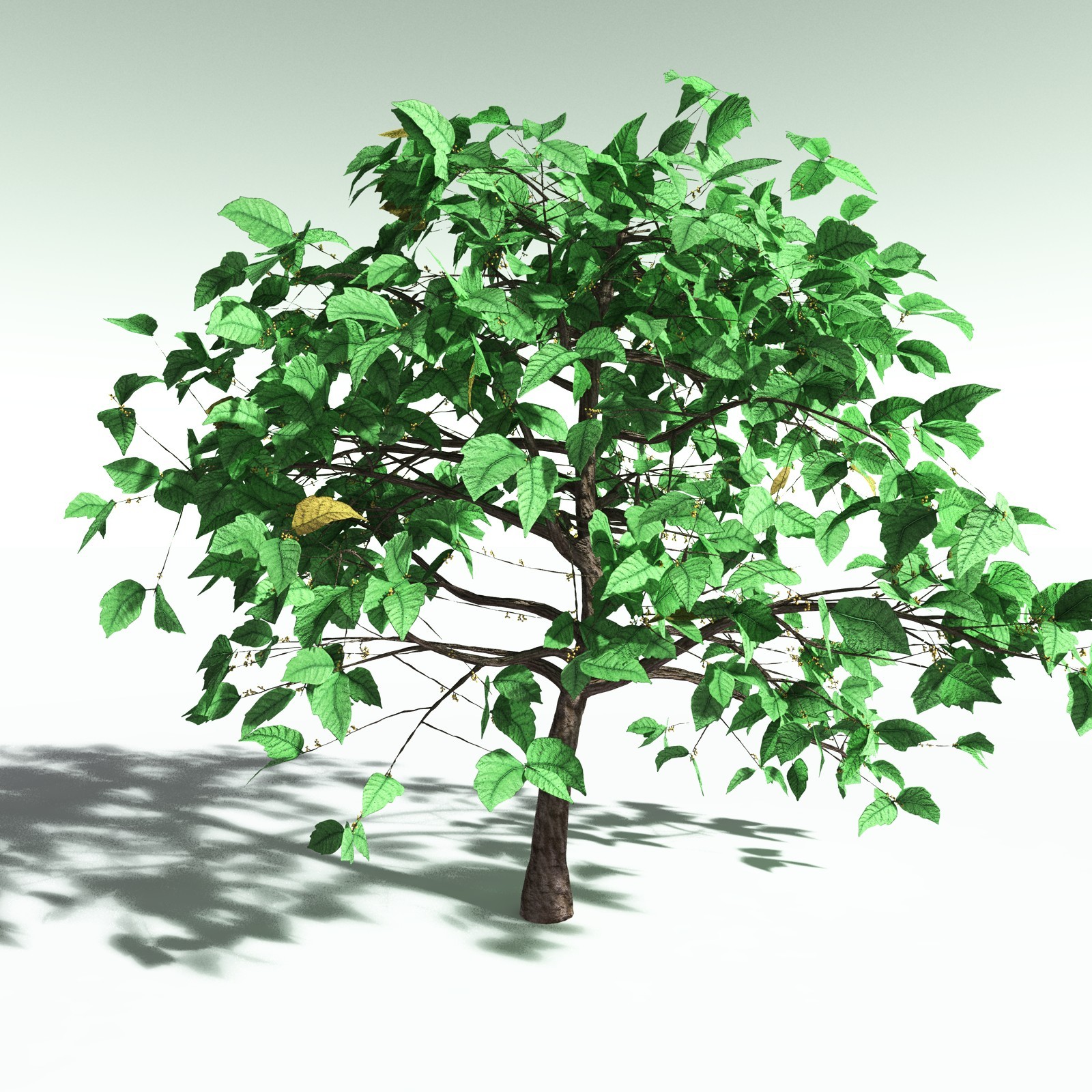 EVERYPlant Western Poison Oak for Poser by N/A