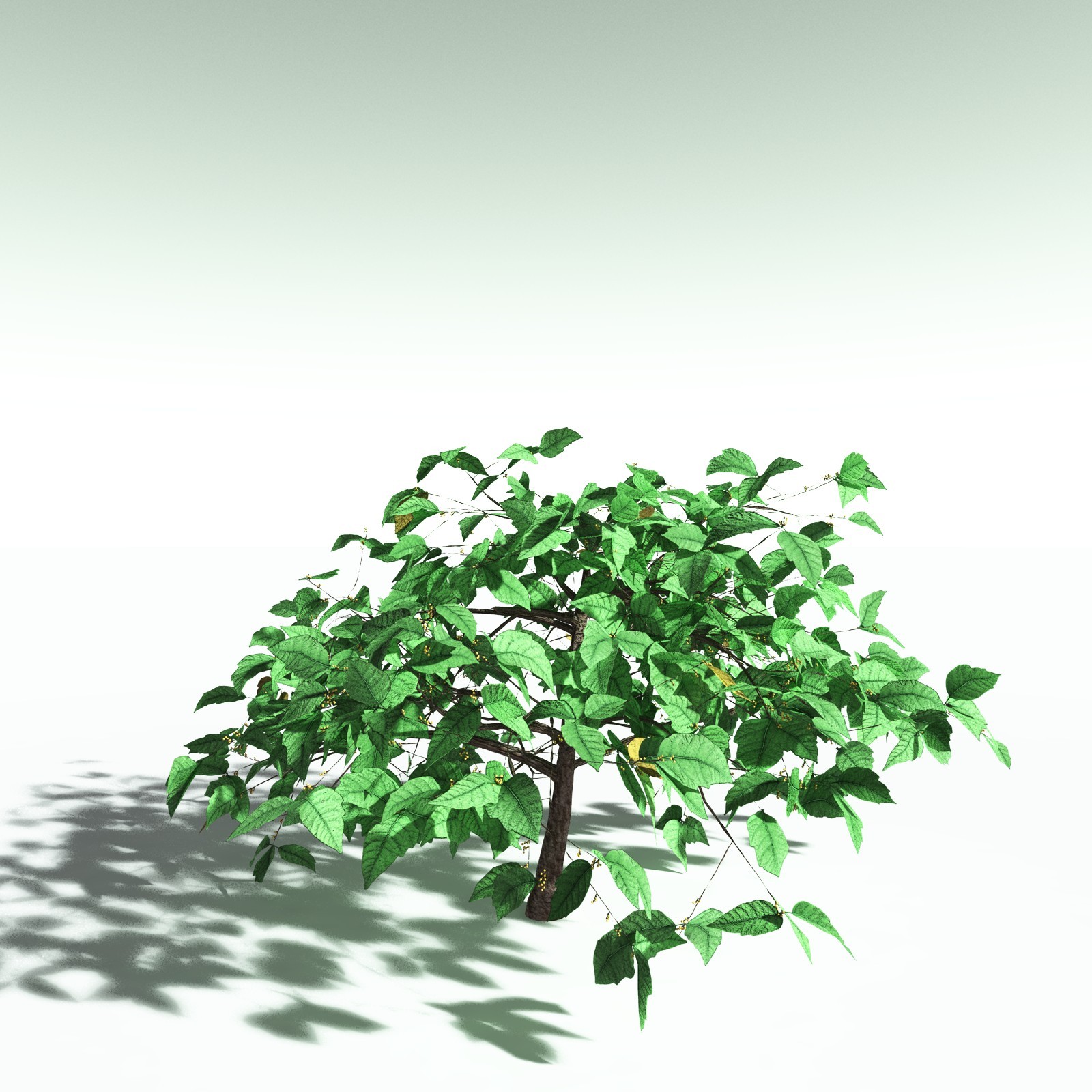 EVERYPlant Western Poison Oak for Poser by N/A