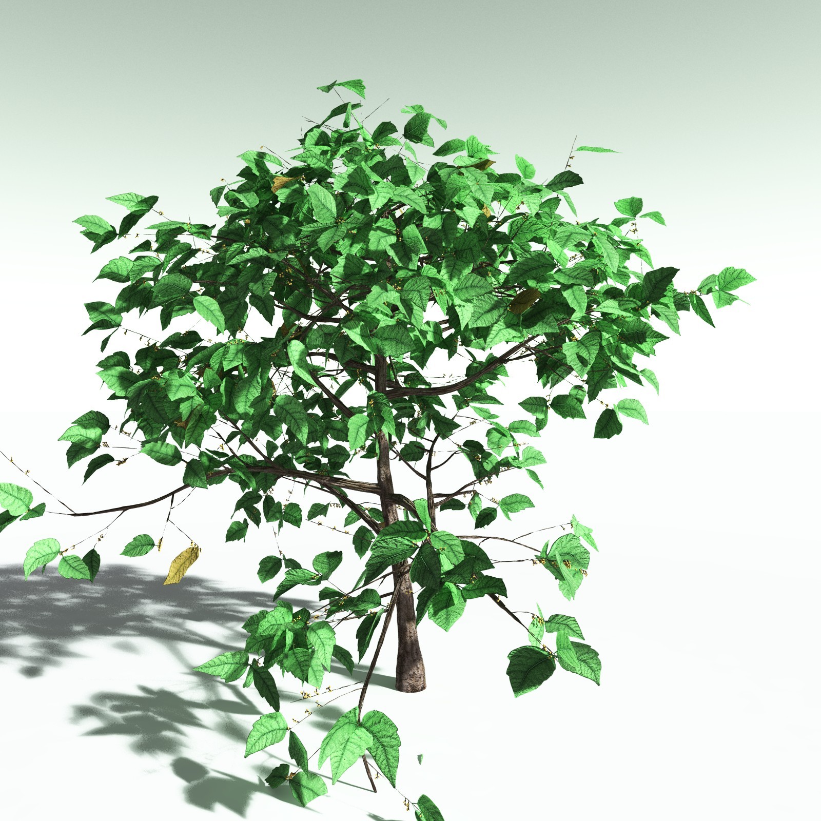 EVERYPlant Western Poison Oak for Poser by N/A