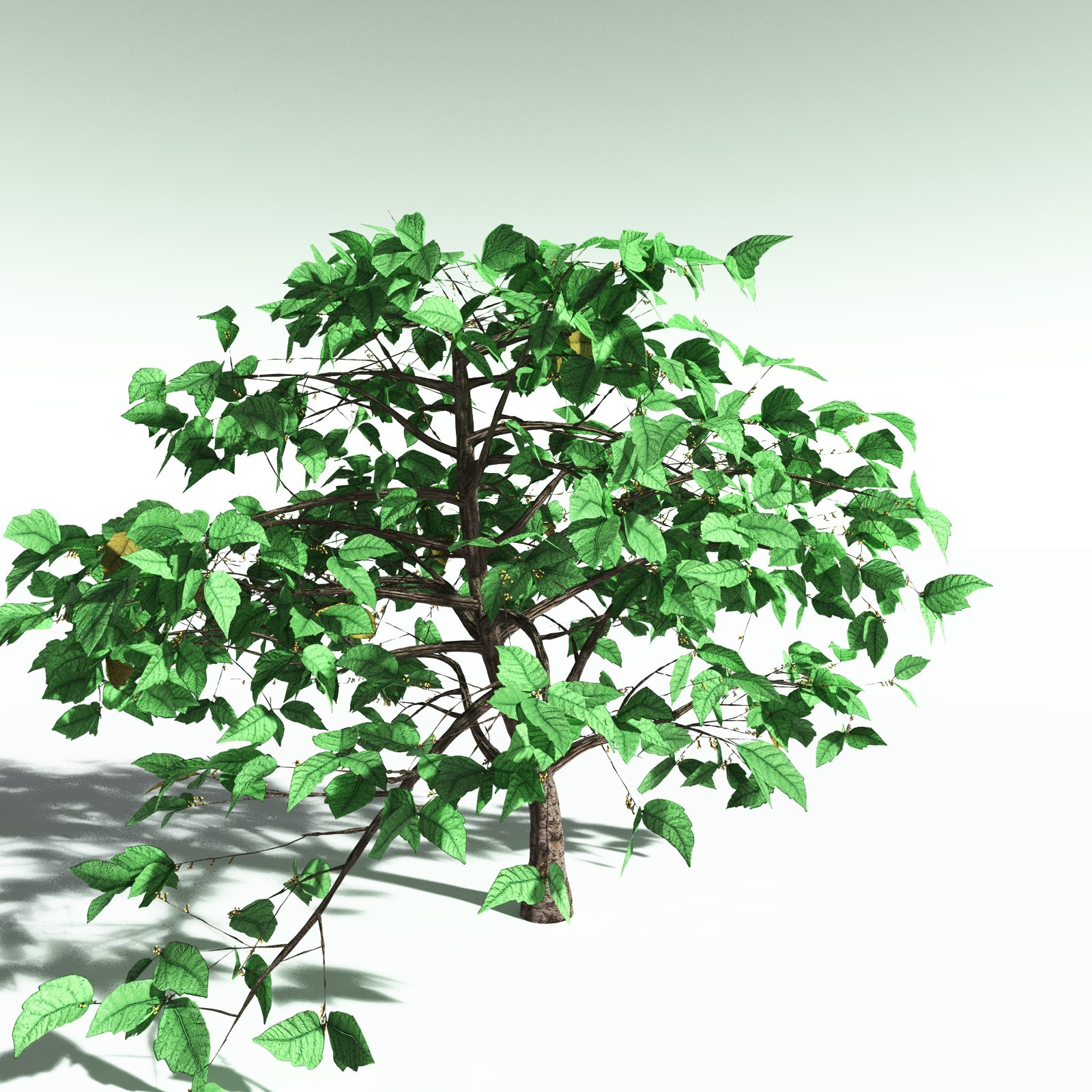 EVERYPlant Western Poison Oak for Poser by N/A