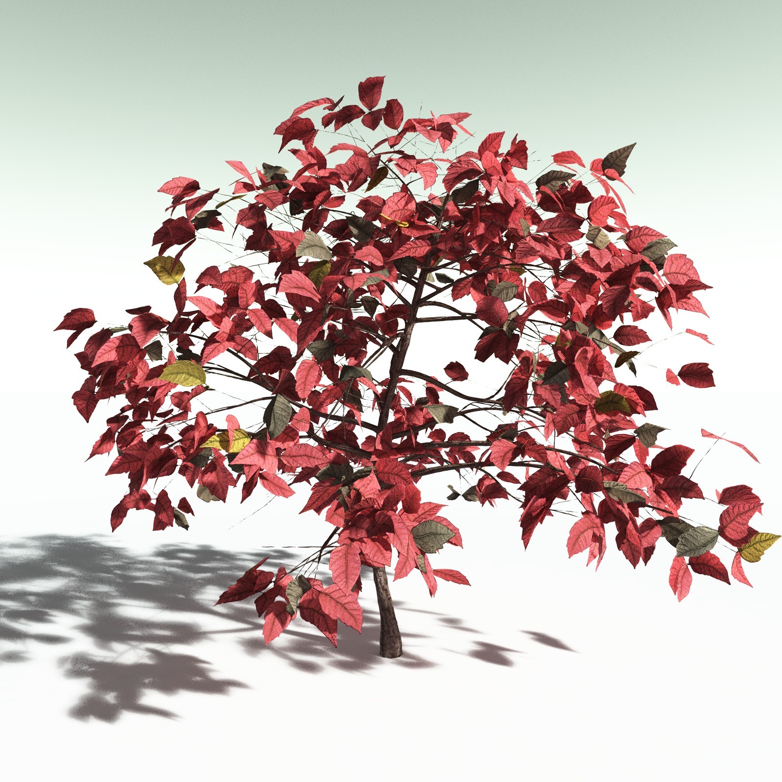EVERYPlant Western Poison Oak for Poser by N/A