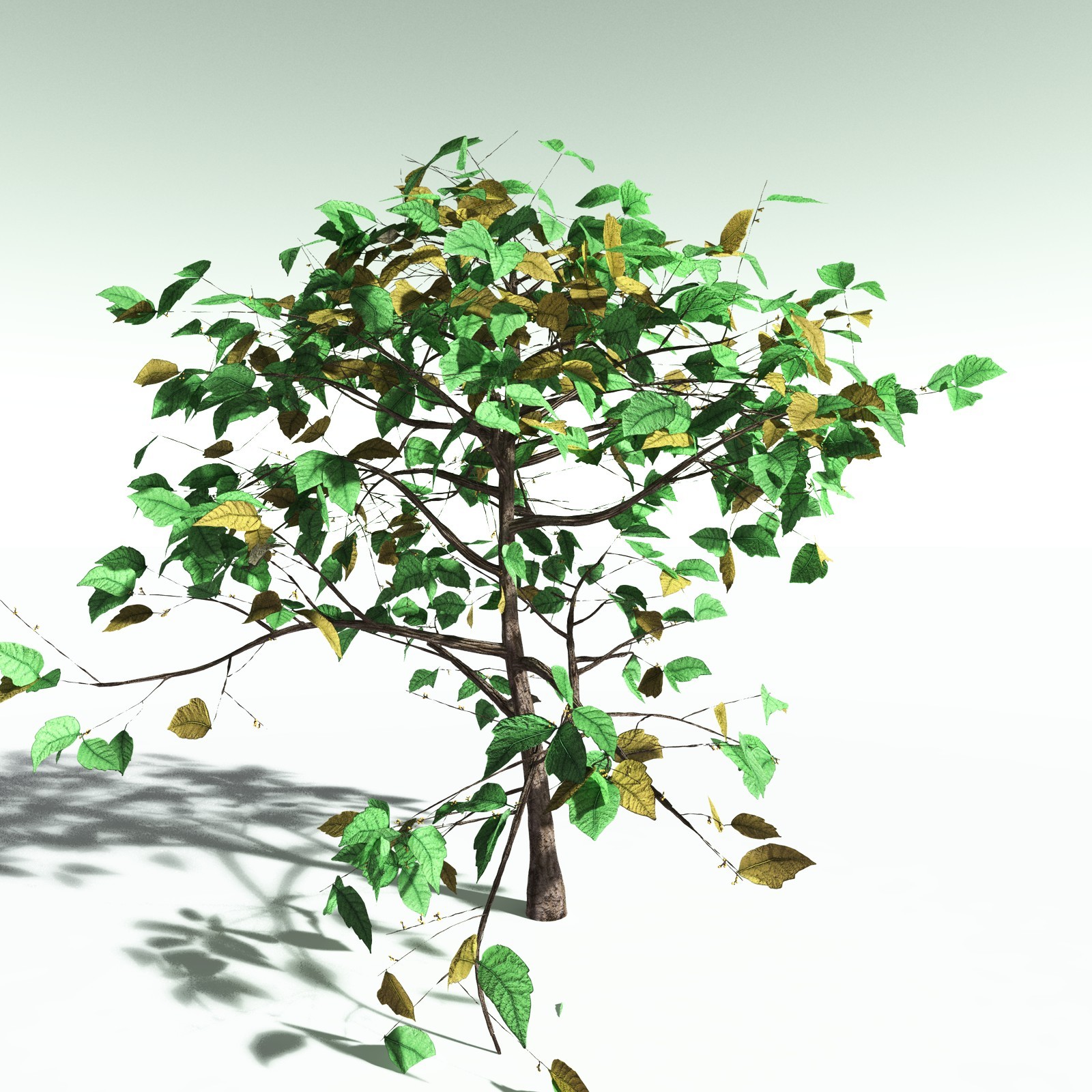 EVERYPlant Western Poison Oak for Poser by N/A