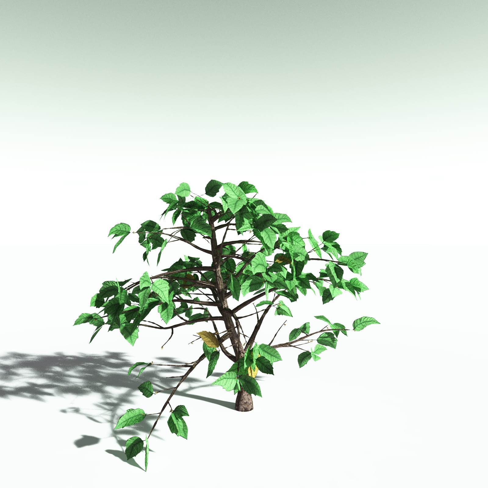 EVERYPlant Western Poison Oak for Poser by N/A