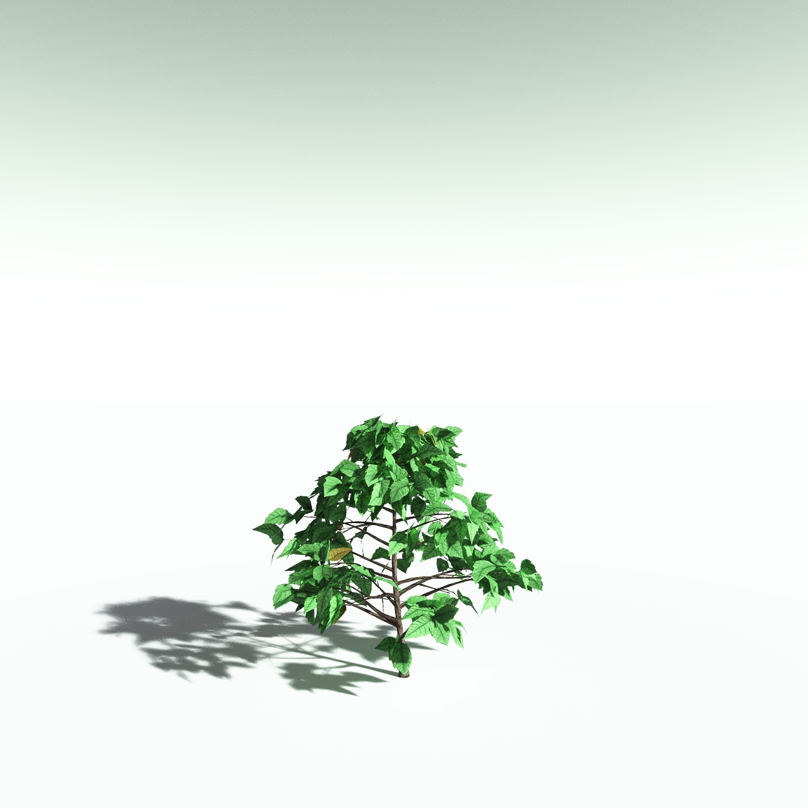 EVERYPlant Western Poison Oak for Poser by N/A