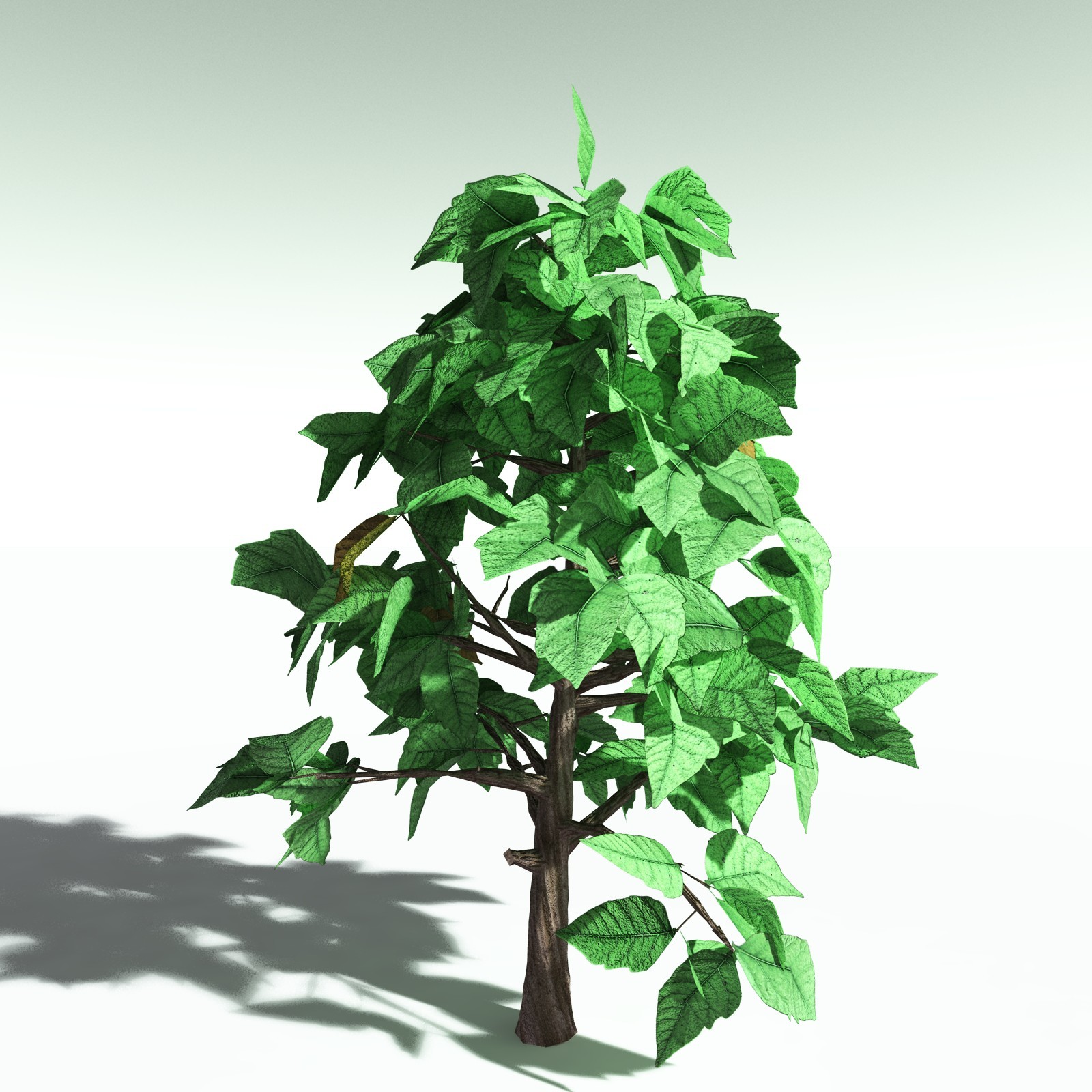 EVERYPlant Western Poison Oak for Poser by N/A
