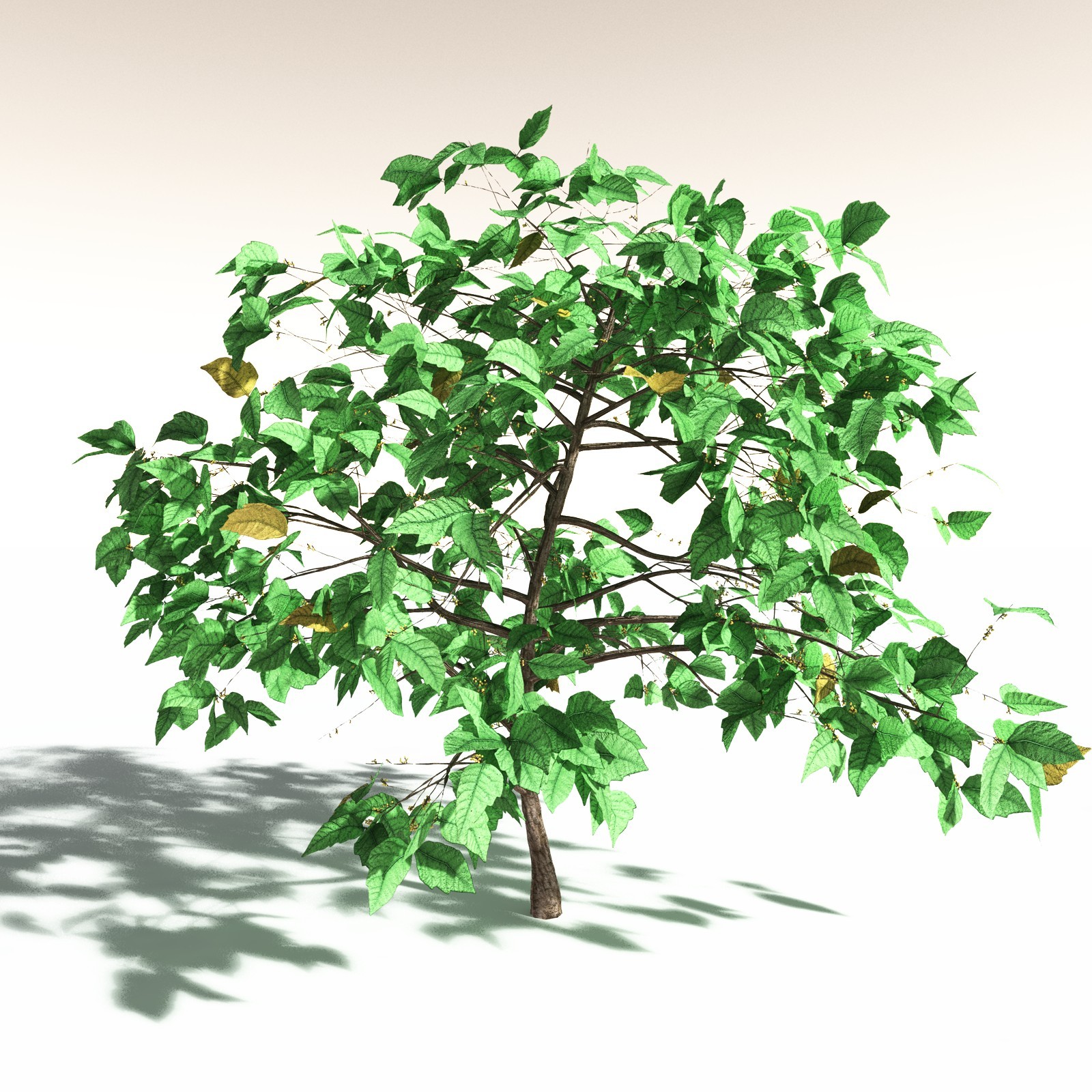 EVERYPlant Western Poison Oak for Daz by N/A