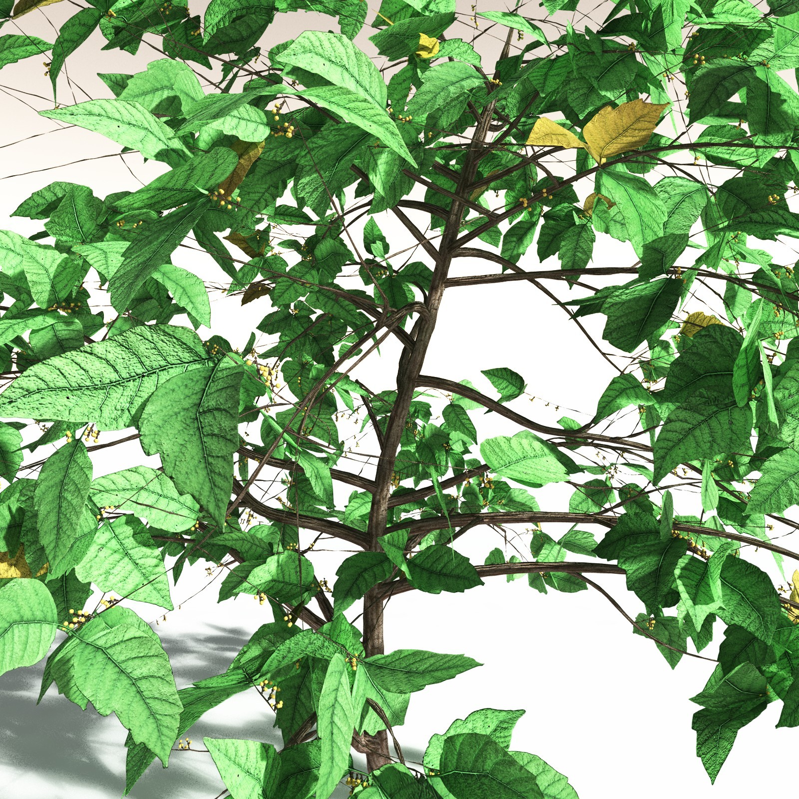 EVERYPlant Western Poison Oak for Daz by N/A