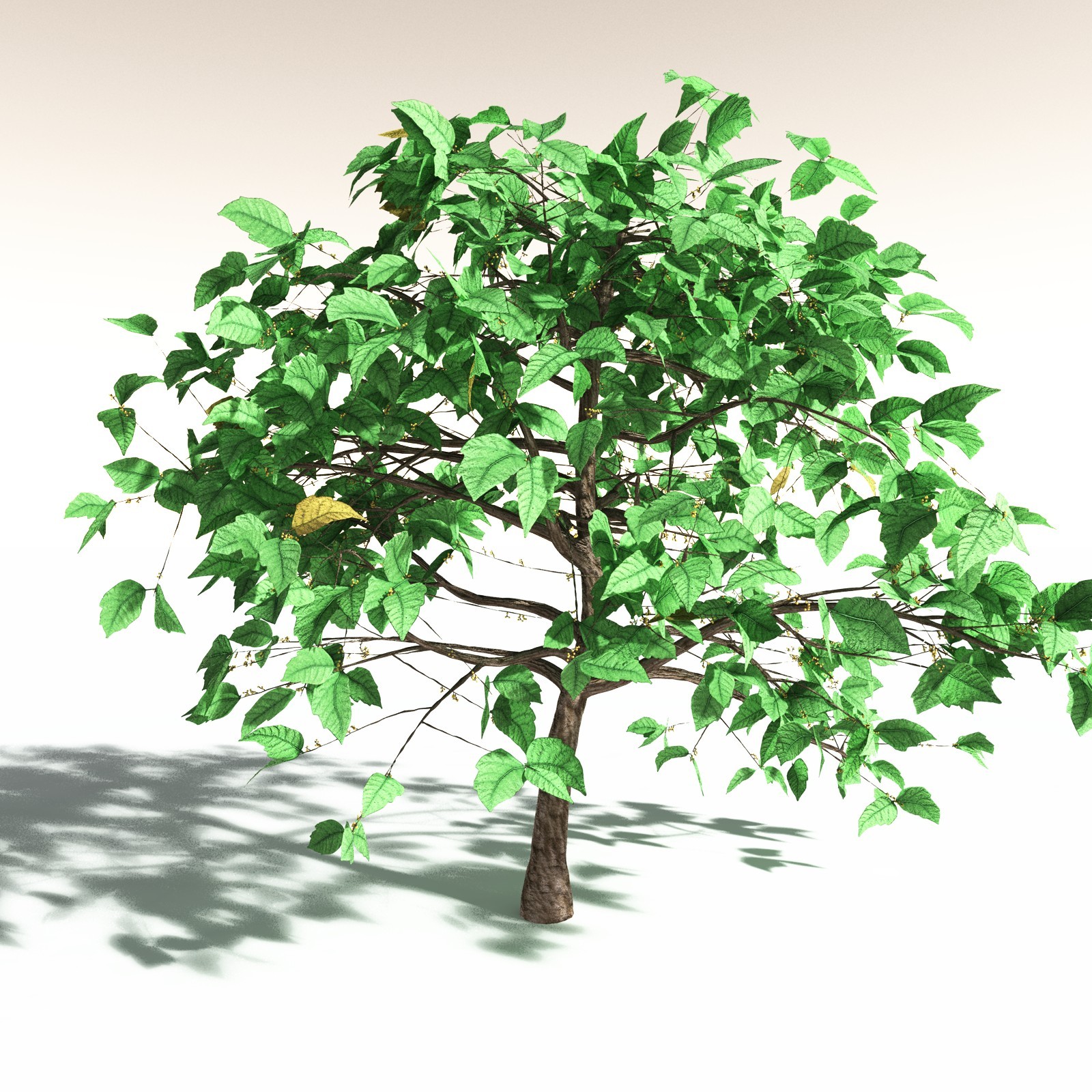 EVERYPlant Western Poison Oak for Daz by N/A
