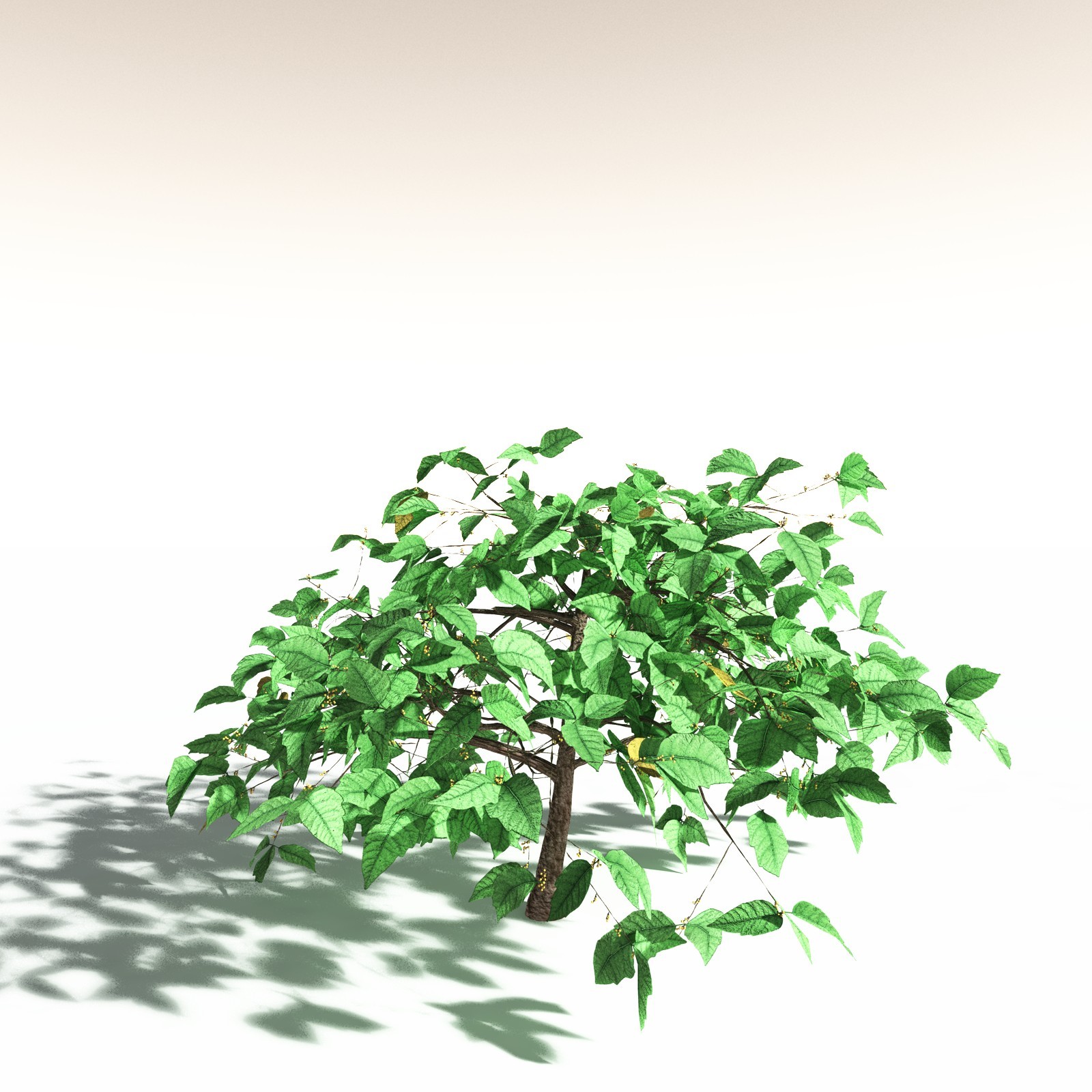 EVERYPlant Western Poison Oak for Daz by N/A