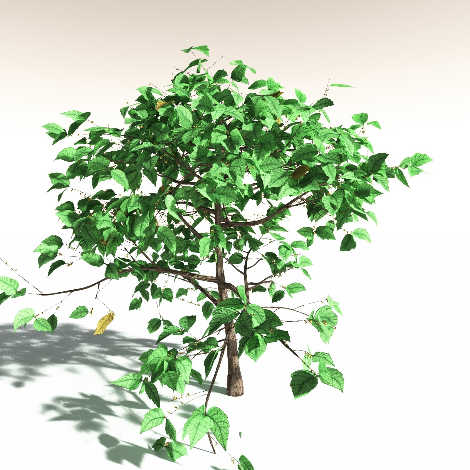 EVERYPlant Western Poison Oak for Daz by N/A