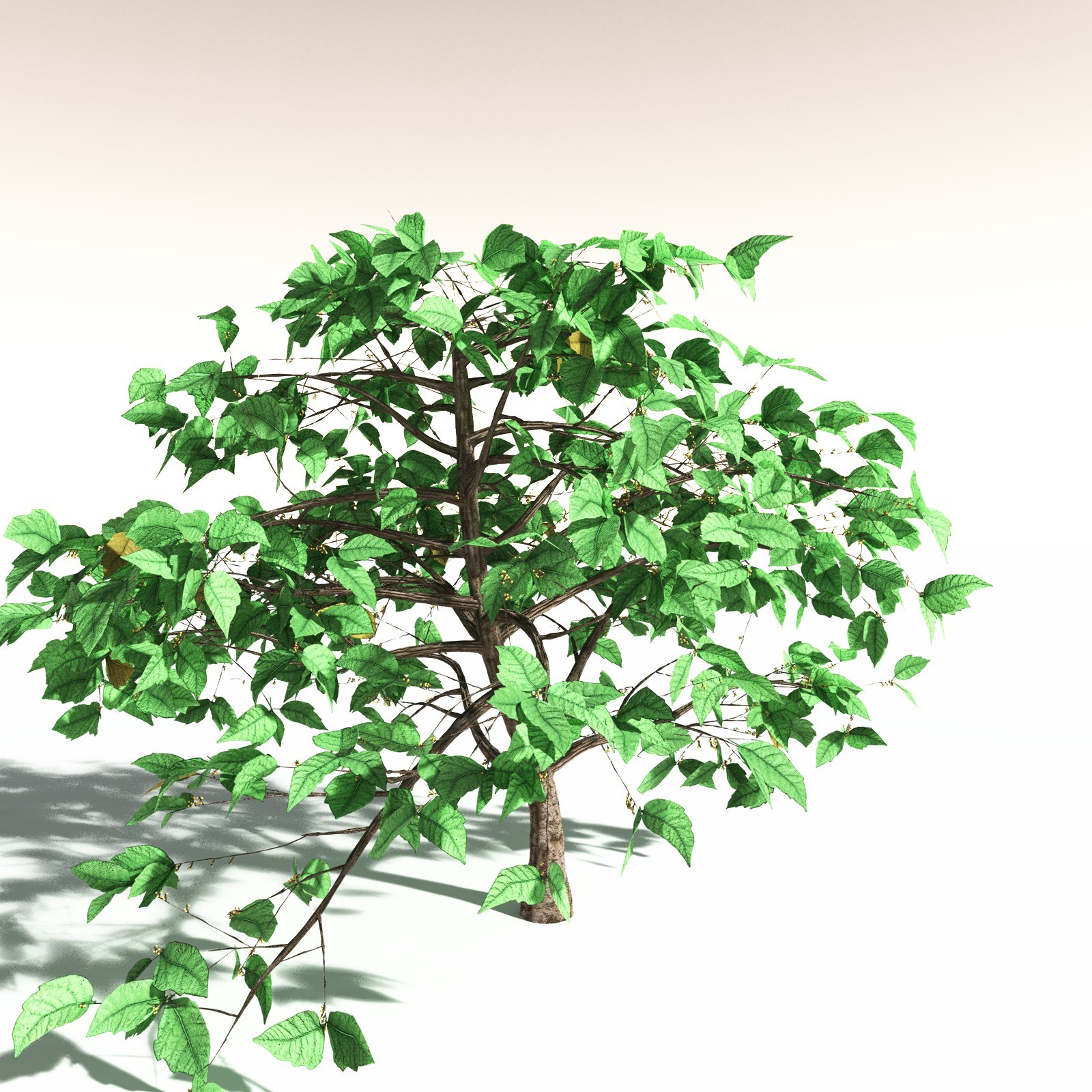 EVERYPlant Western Poison Oak for Daz by N/A