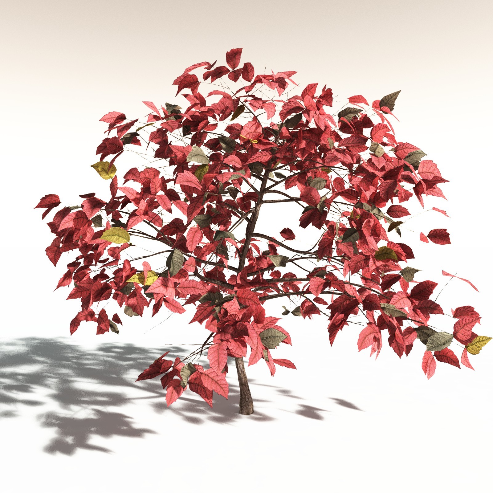 EVERYPlant Western Poison Oak for Daz by N/A