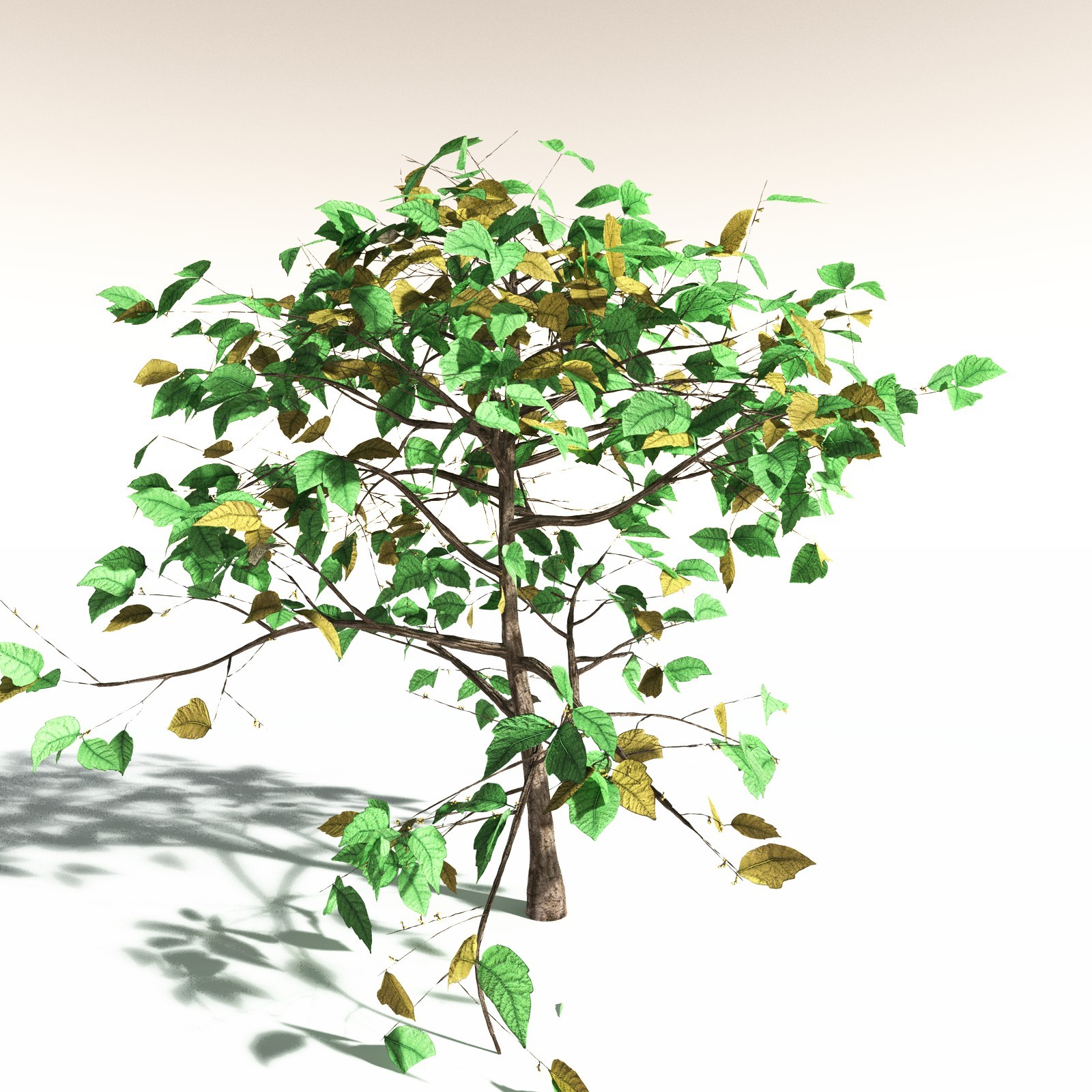 EVERYPlant Western Poison Oak for Daz by N/A