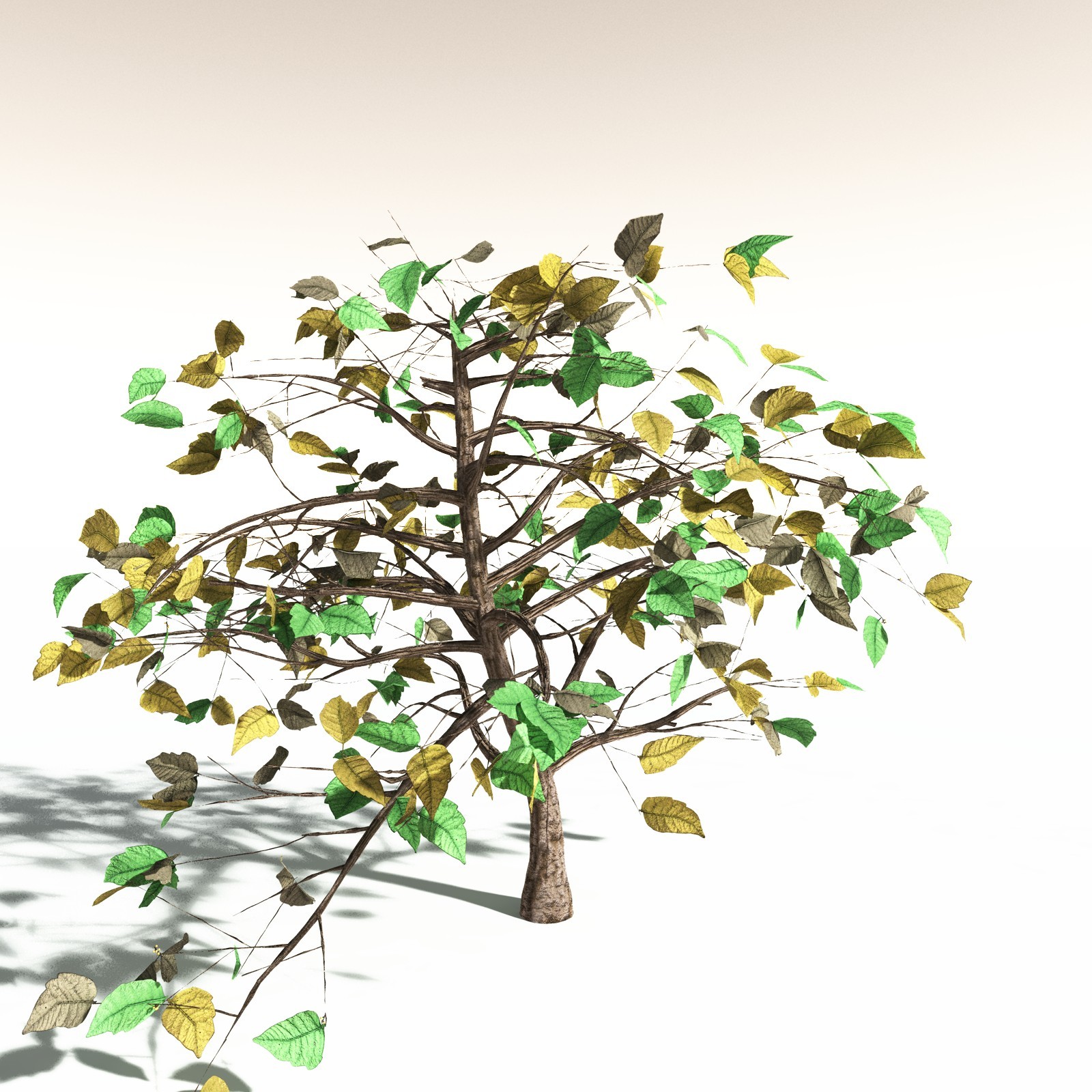 EVERYPlant Western Poison Oak for Daz by N/A