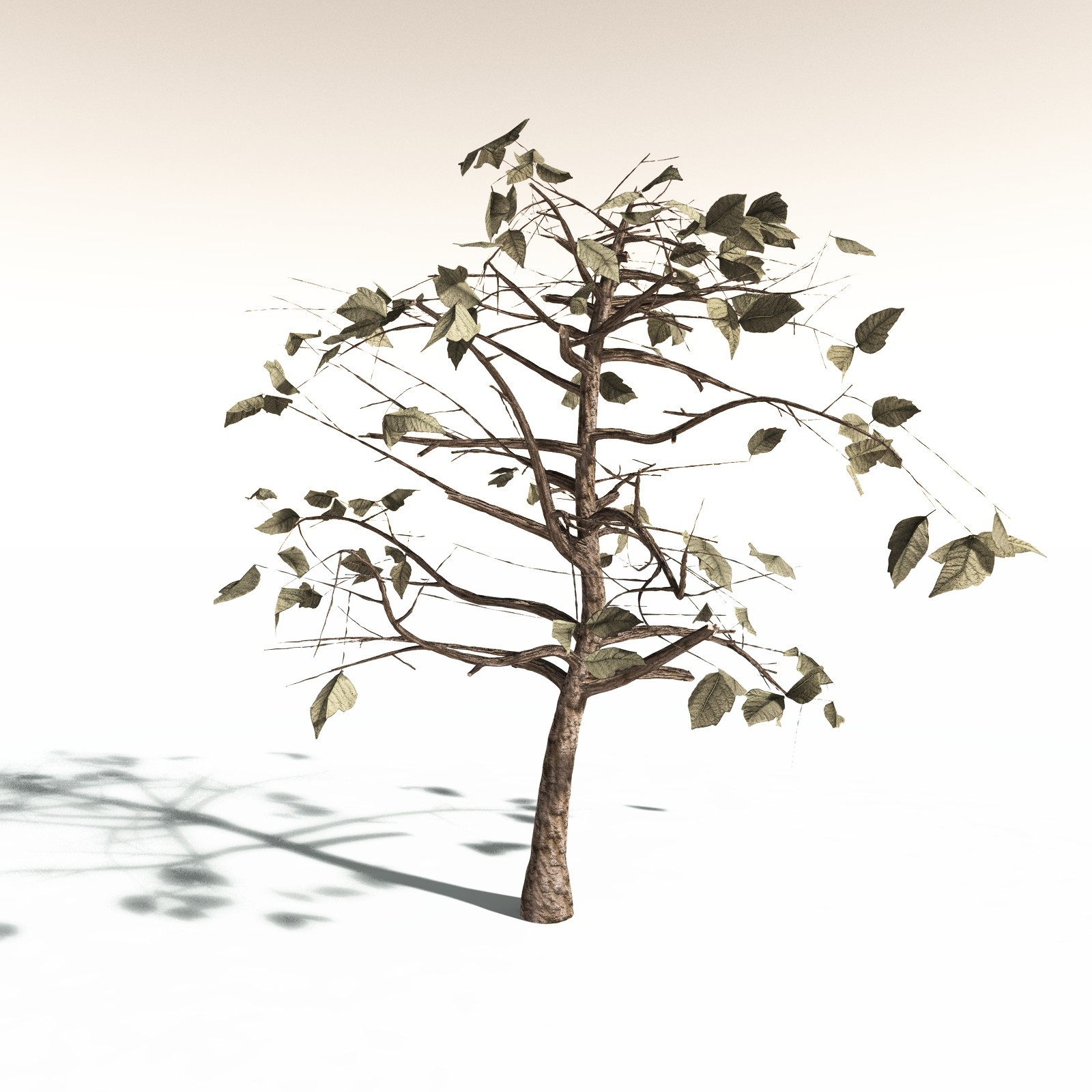 EVERYPlant Western Poison Oak for Daz by N/A