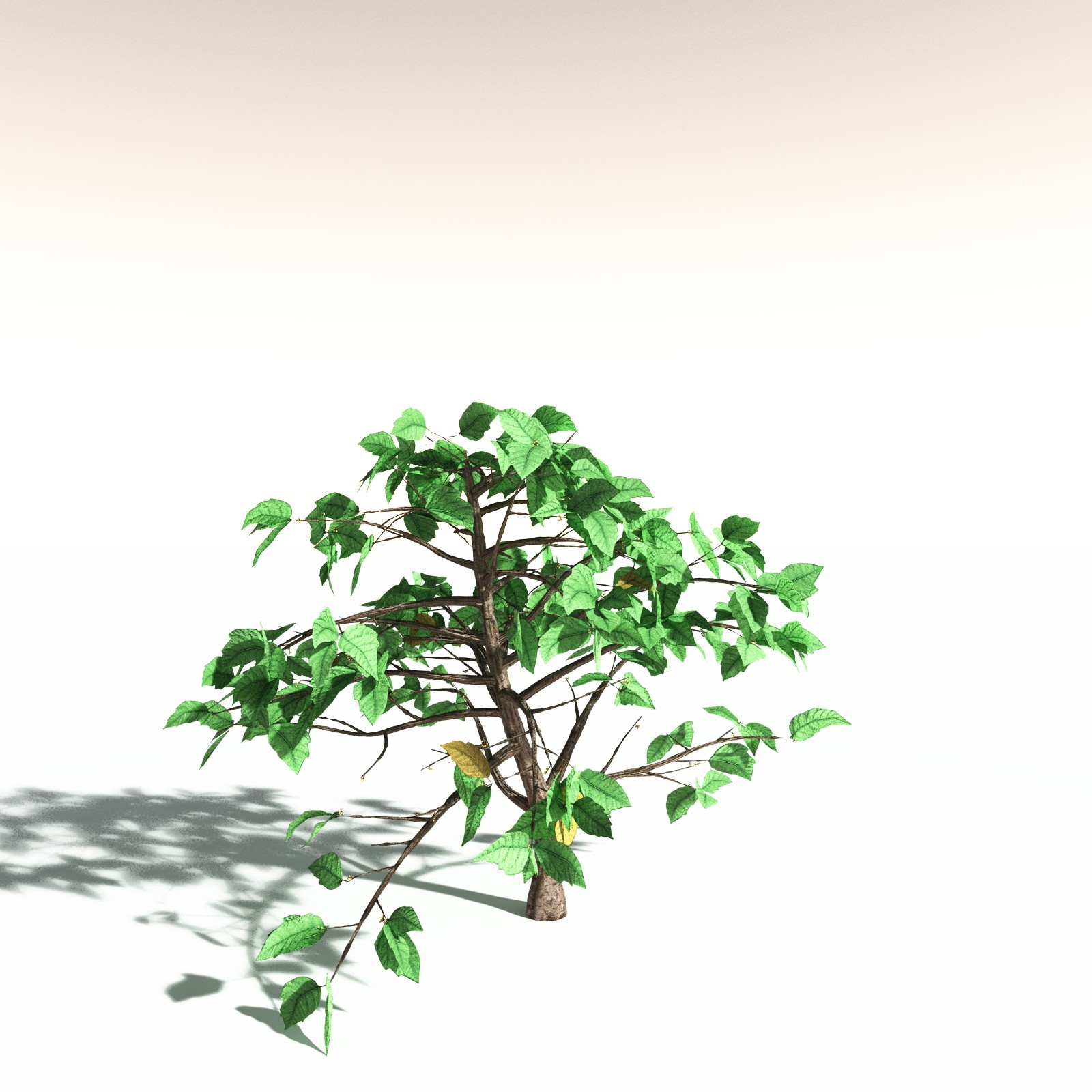 EVERYPlant Western Poison Oak for Daz by N/A