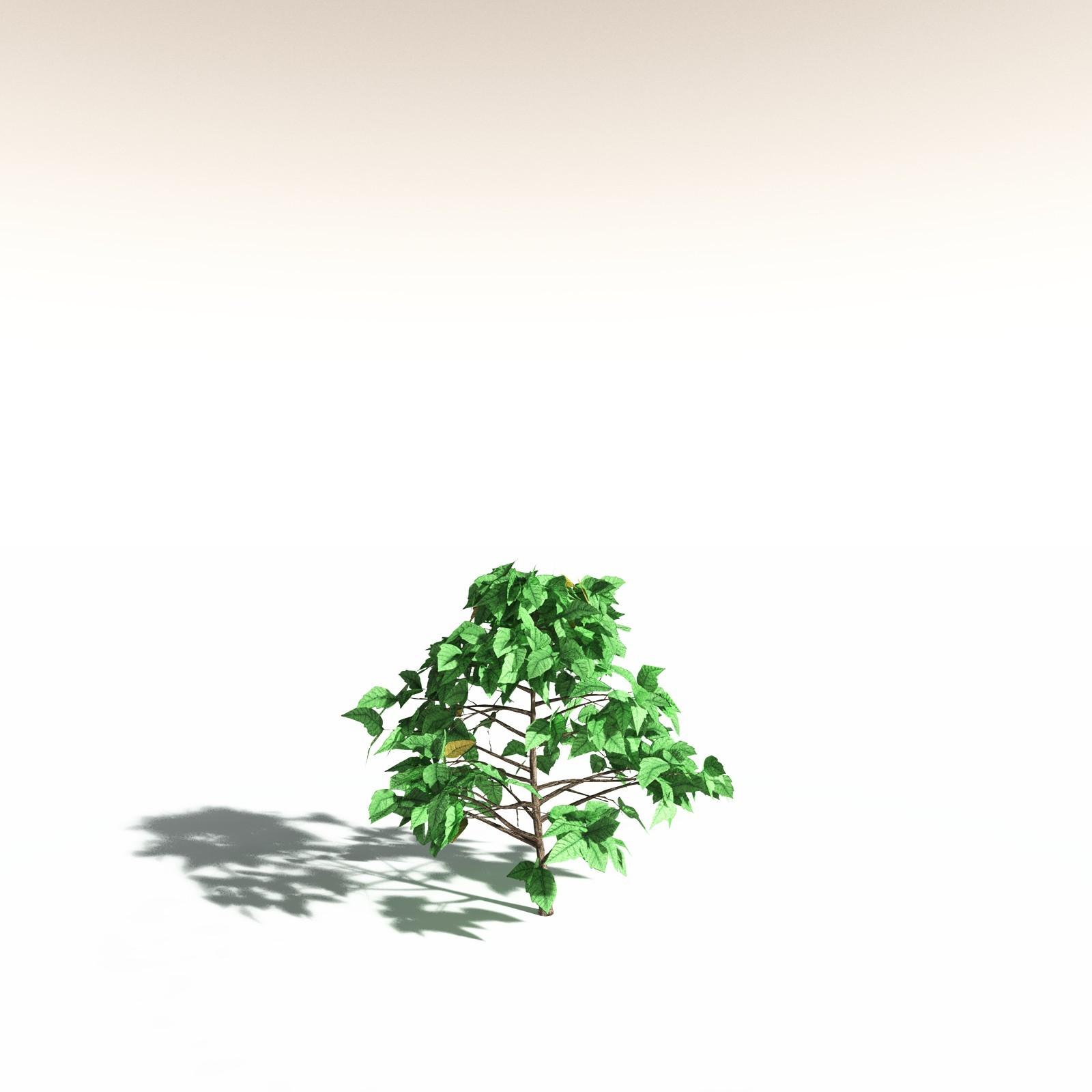 EVERYPlant Western Poison Oak for Daz by N/A