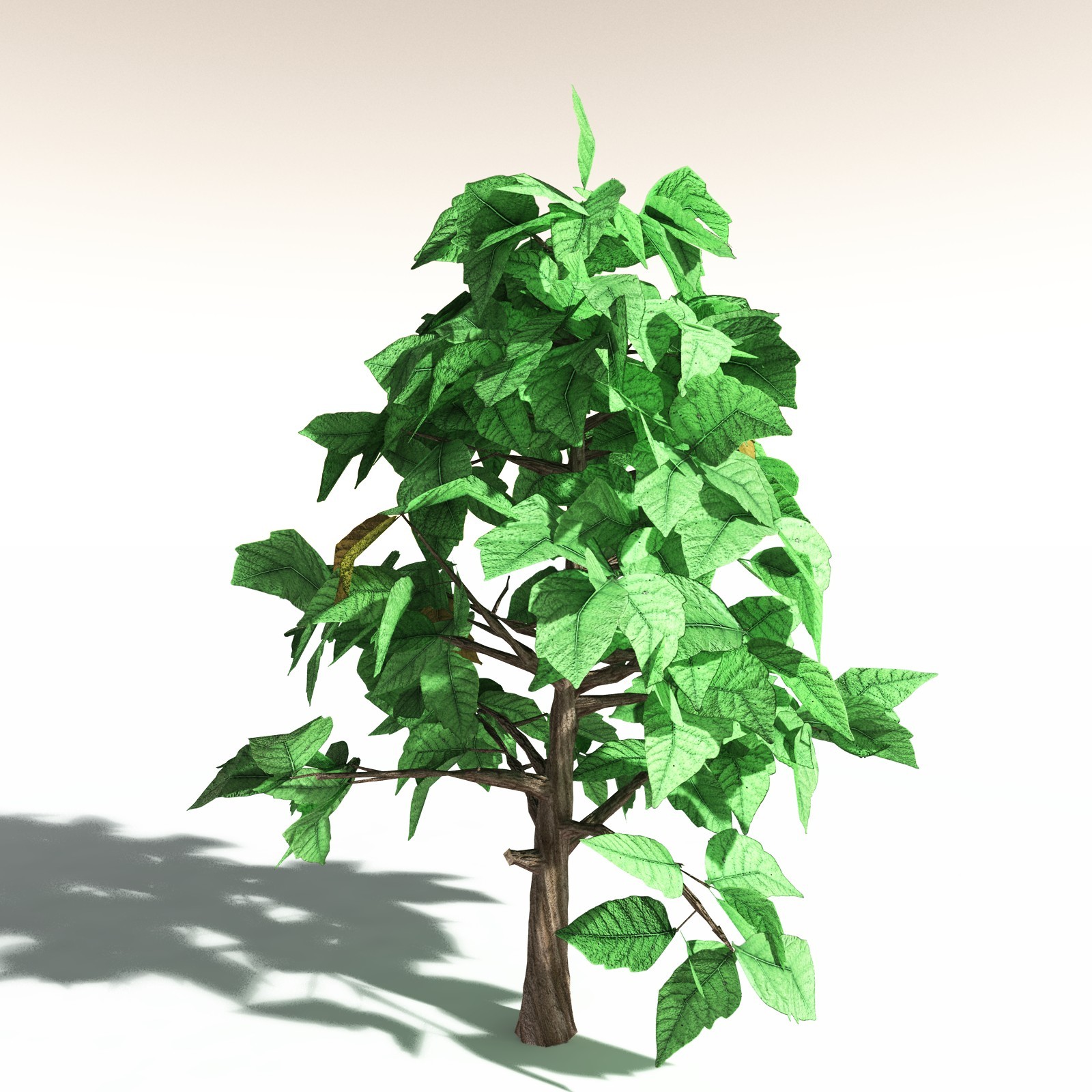 EVERYPlant Western Poison Oak for Daz by N/A