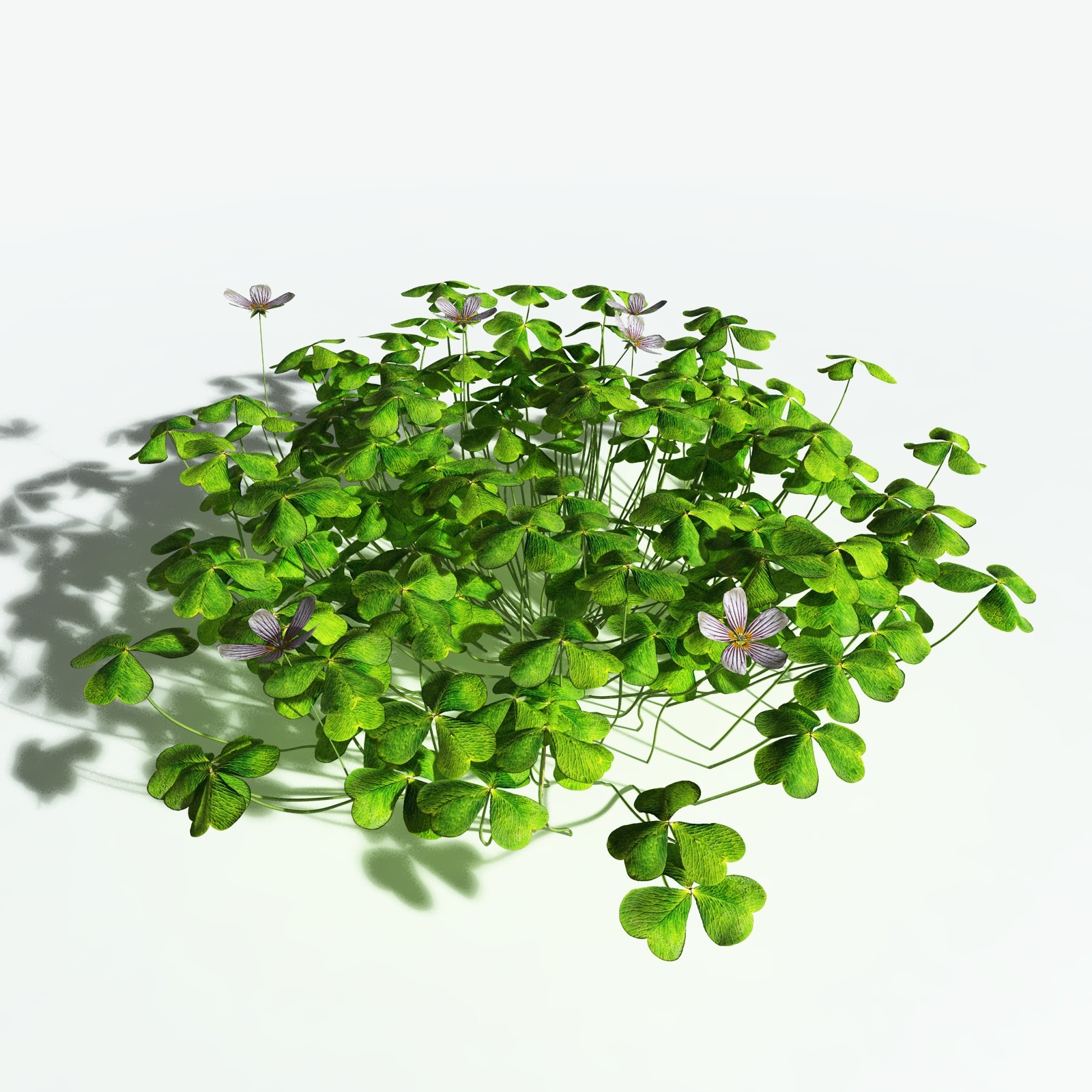 EVERYPlant Redwood Sorrel for Vue by N/A