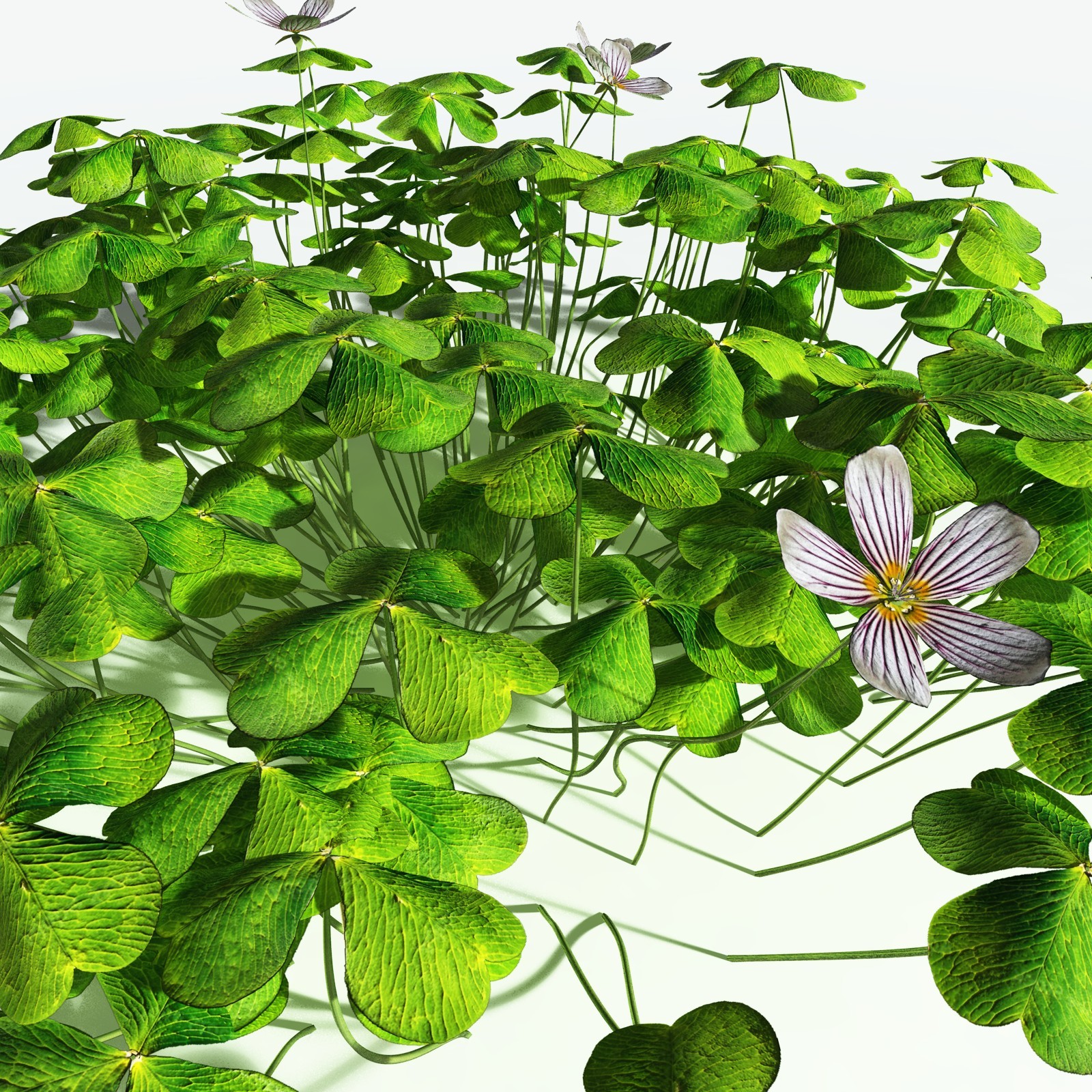 EVERYPlant Redwood Sorrel for Vue by N/A