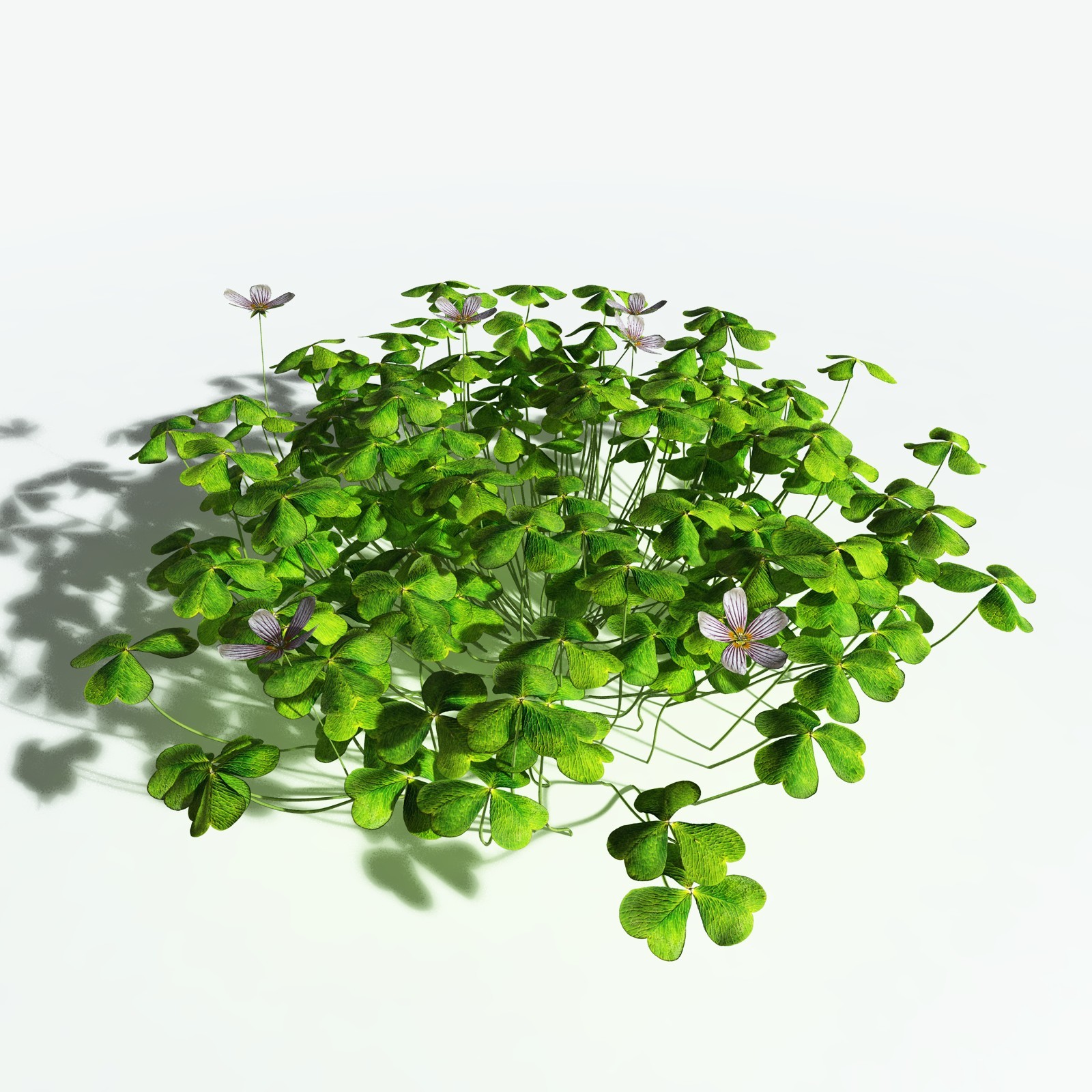 EVERYPlant Redwood Sorrel for Vue by N/A