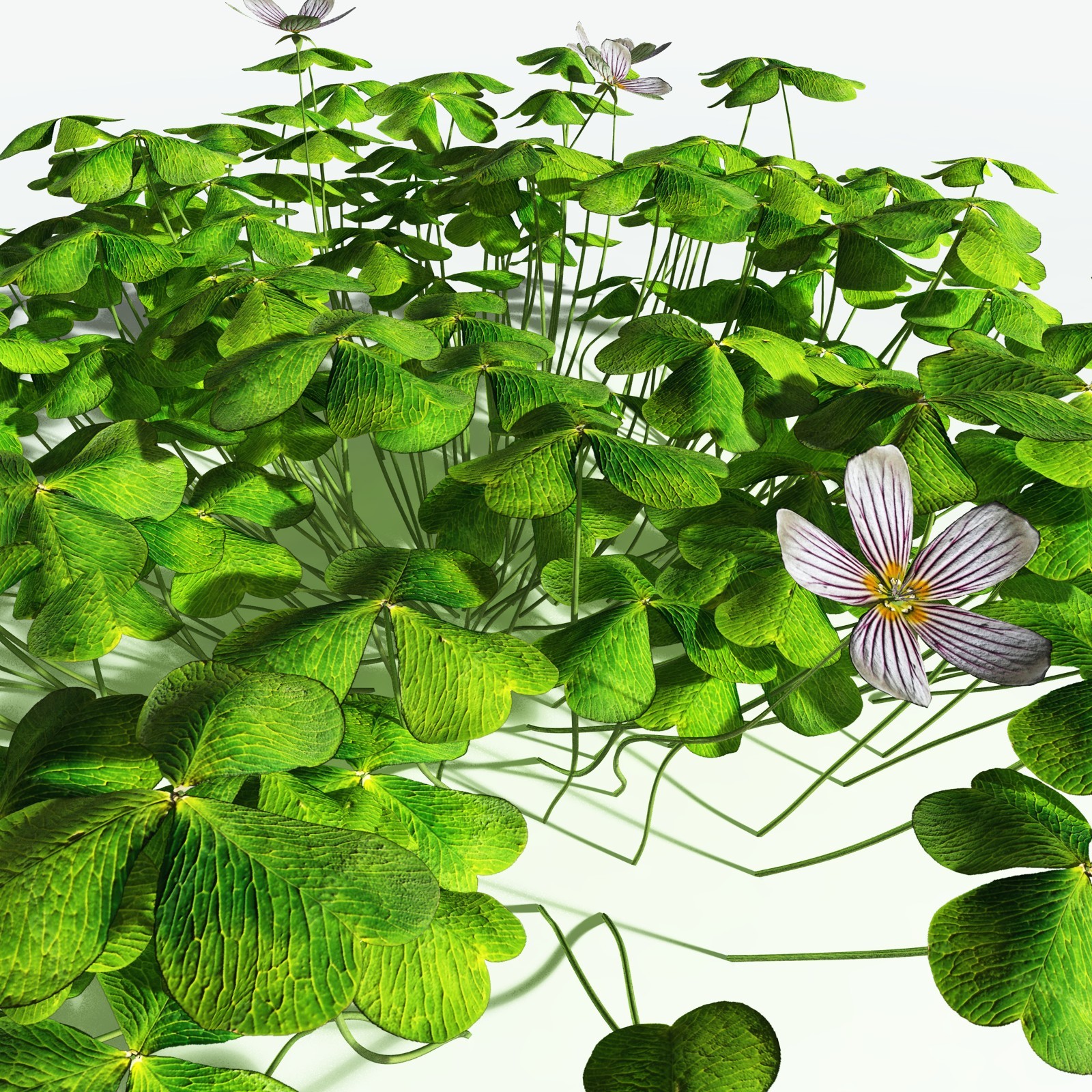 EVERYPlant Redwood Sorrel for Vue by N/A