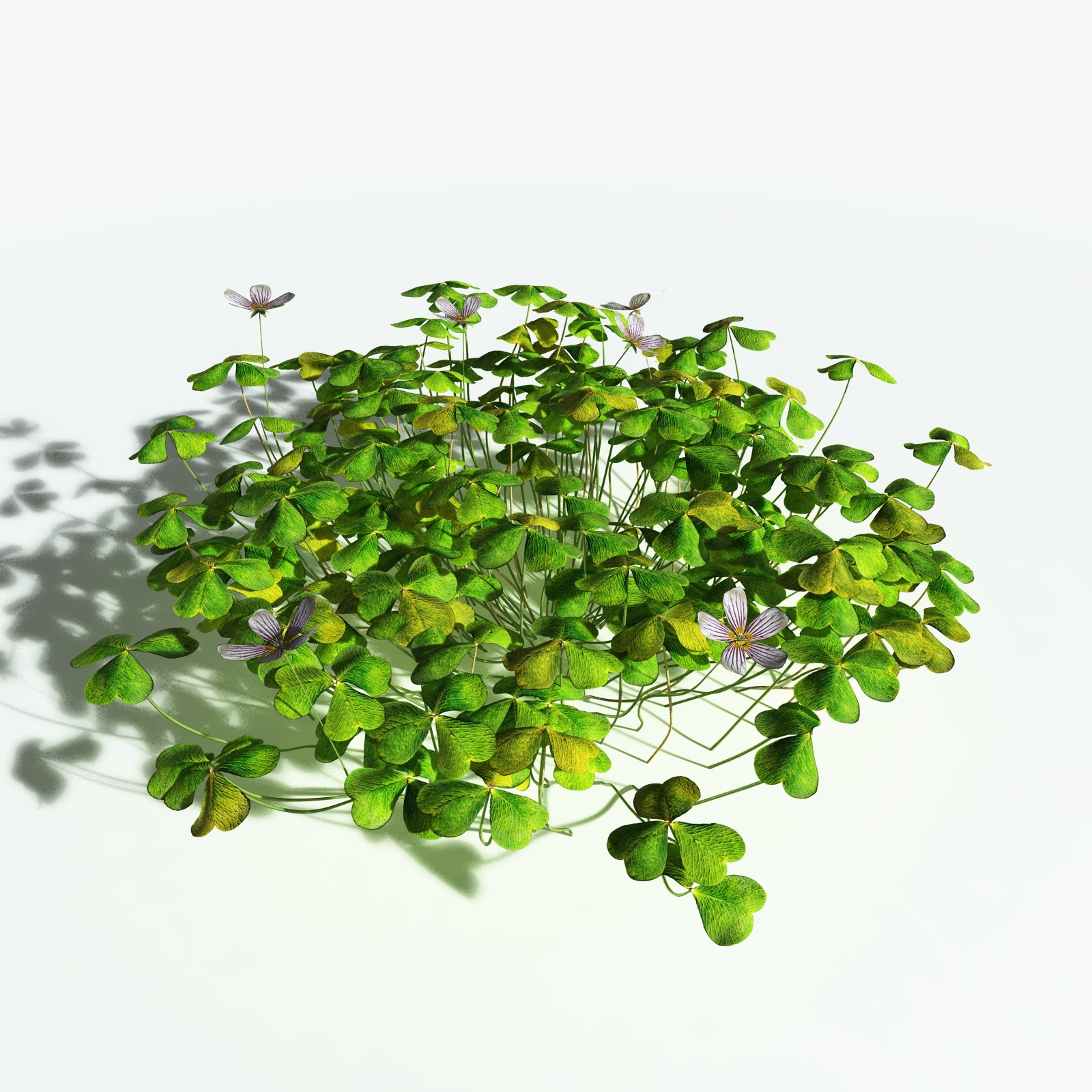 EVERYPlant Redwood Sorrel for Vue by N/A