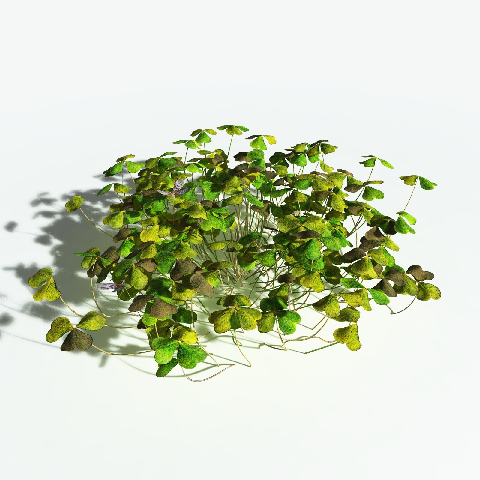 EVERYPlant Redwood Sorrel for Vue by N/A
