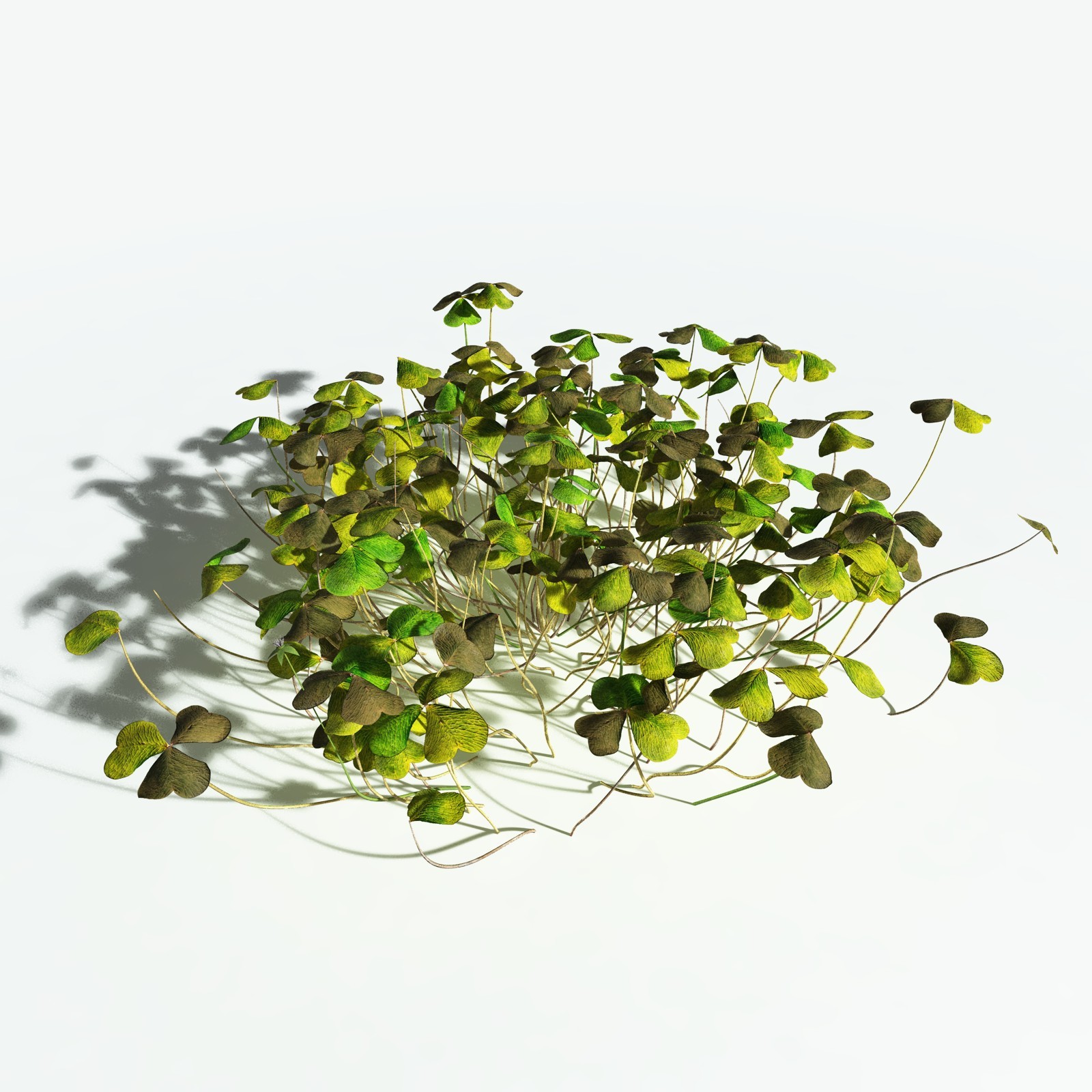 EVERYPlant Redwood Sorrel for Vue by N/A