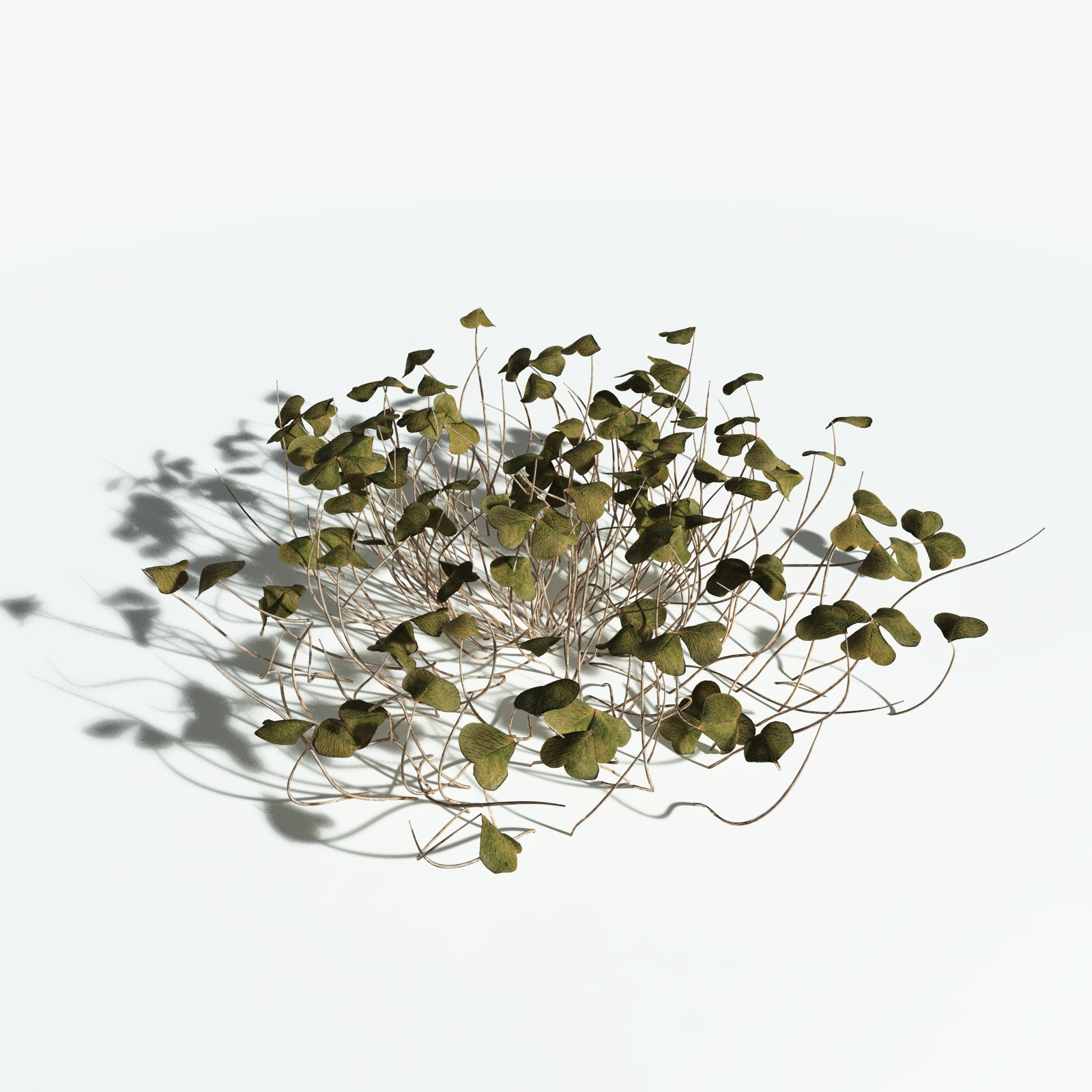 EVERYPlant Redwood Sorrel for Vue by N/A
