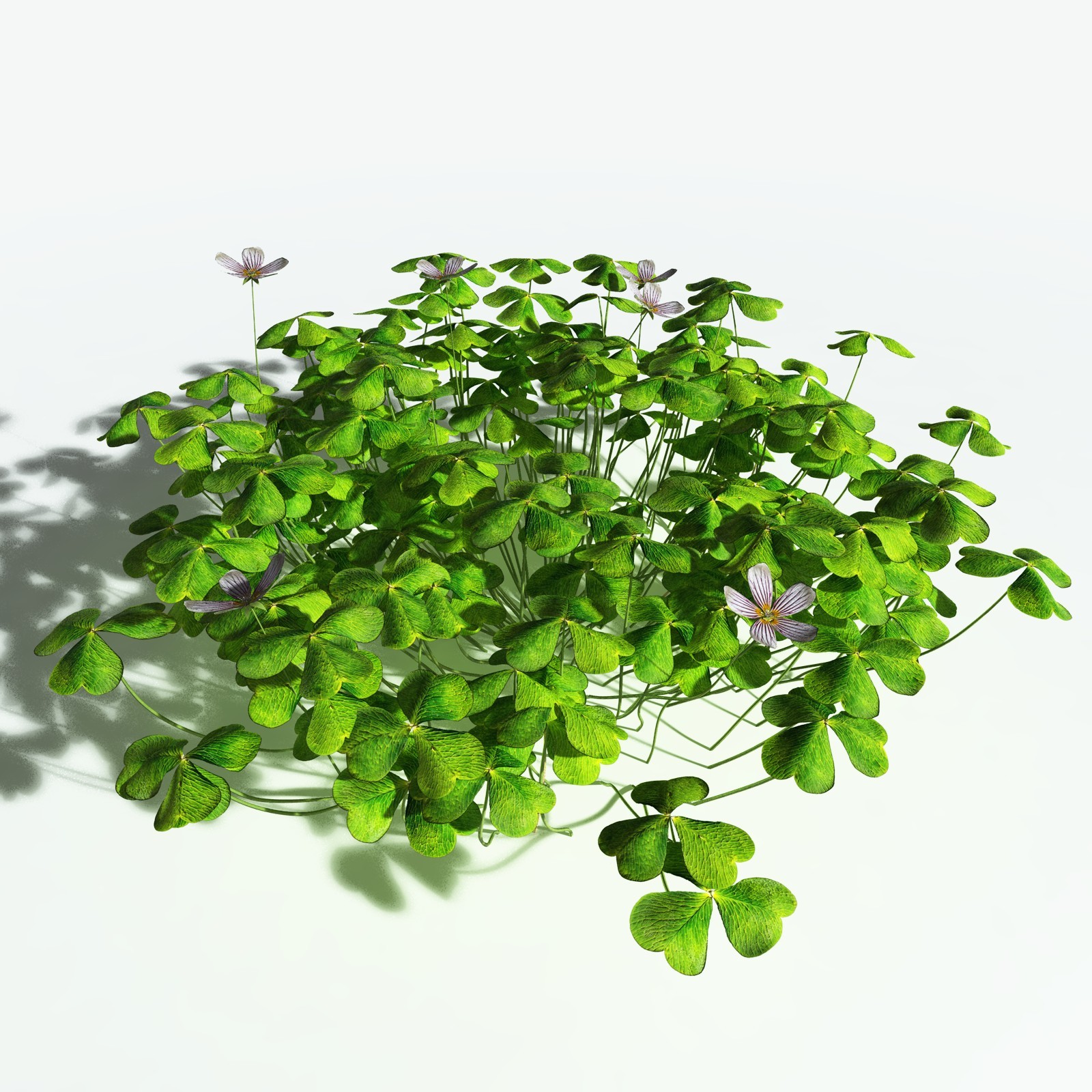 EVERYPlant Redwood Sorrel for Vue by N/A