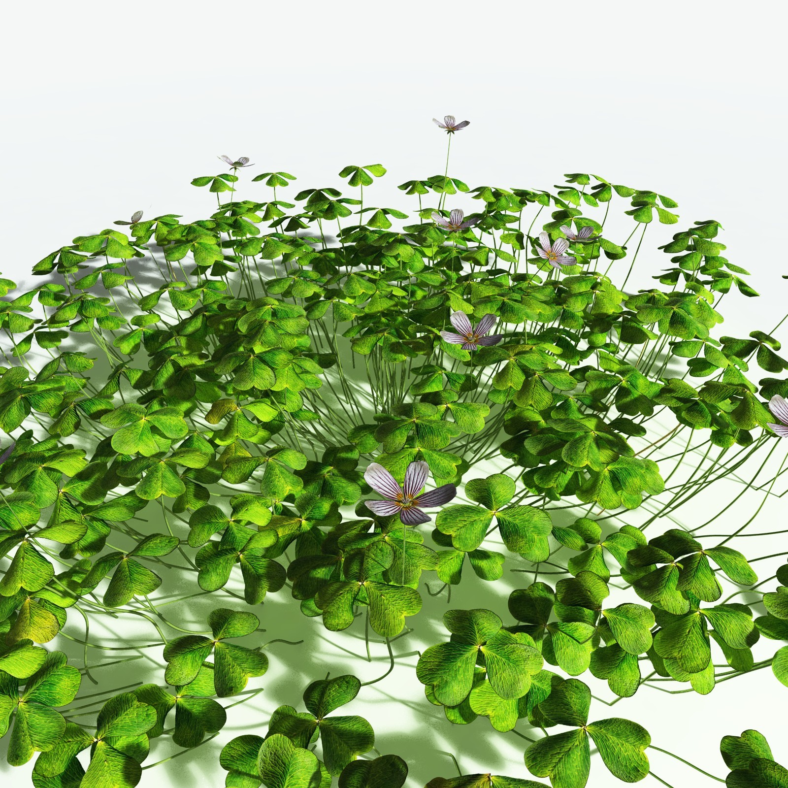 EVERYPlant Redwood Sorrel for Vue by N/A