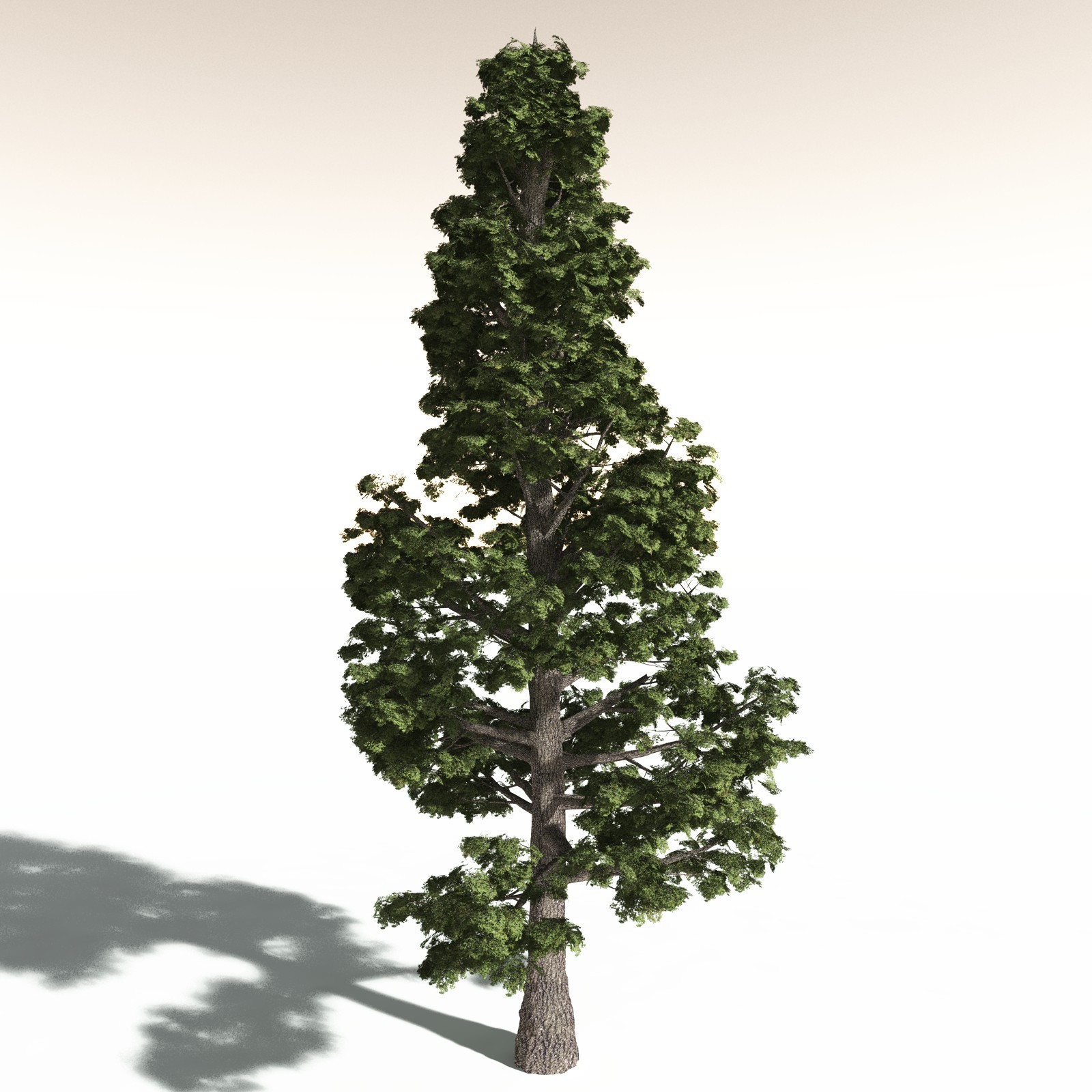 EVERYPlant Sitka Spruce for Daz by N/A