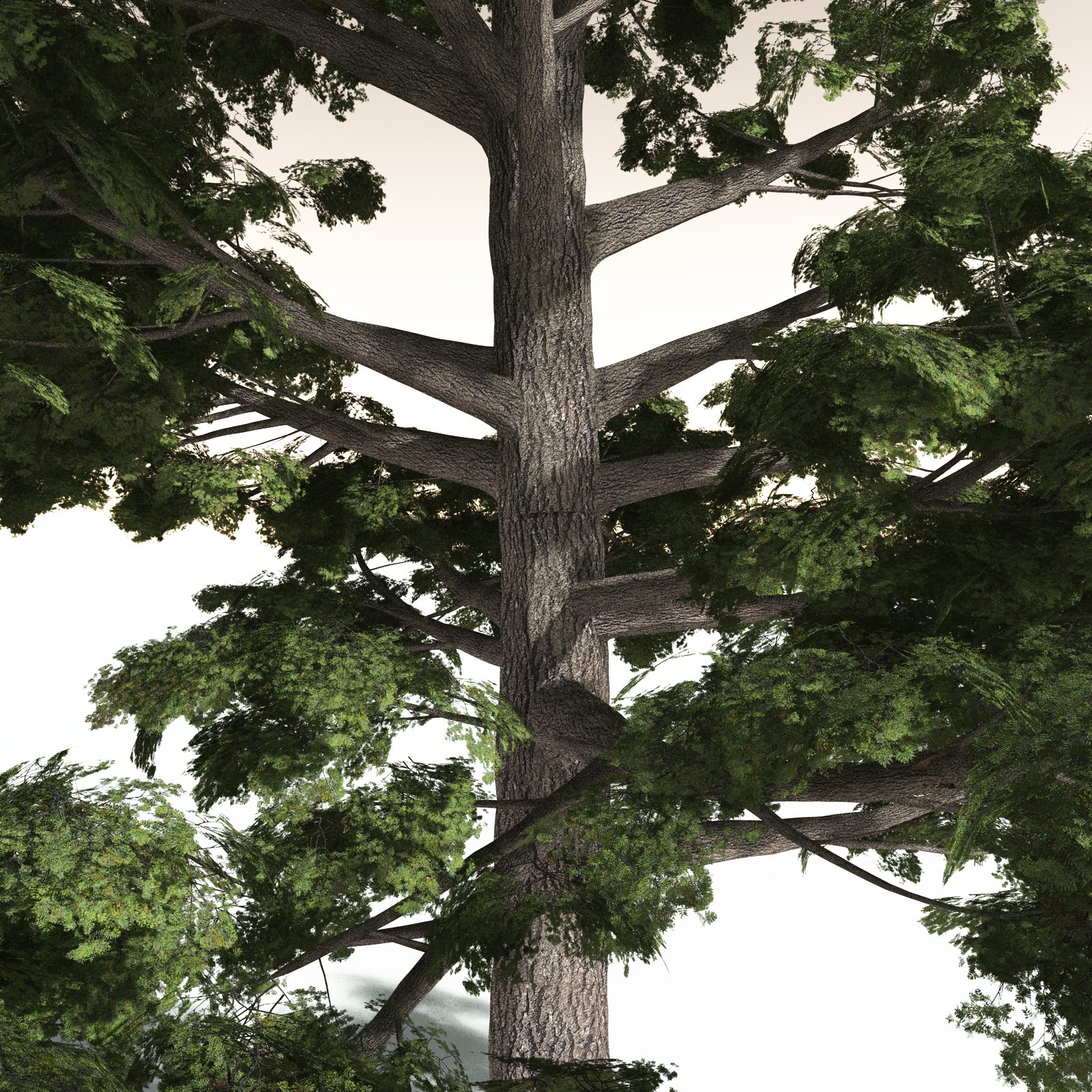 EVERYPlant Sitka Spruce for Daz by N/A