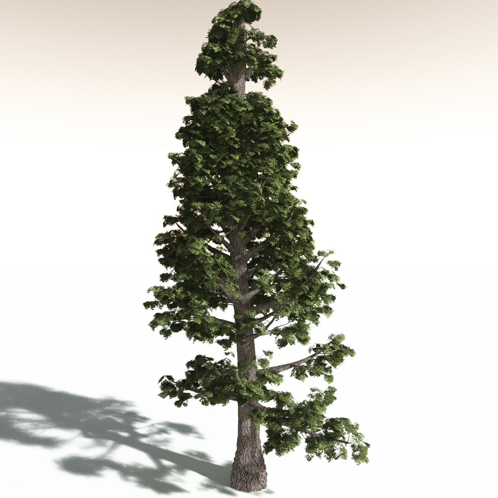 EVERYPlant Sitka Spruce for Daz by N/A