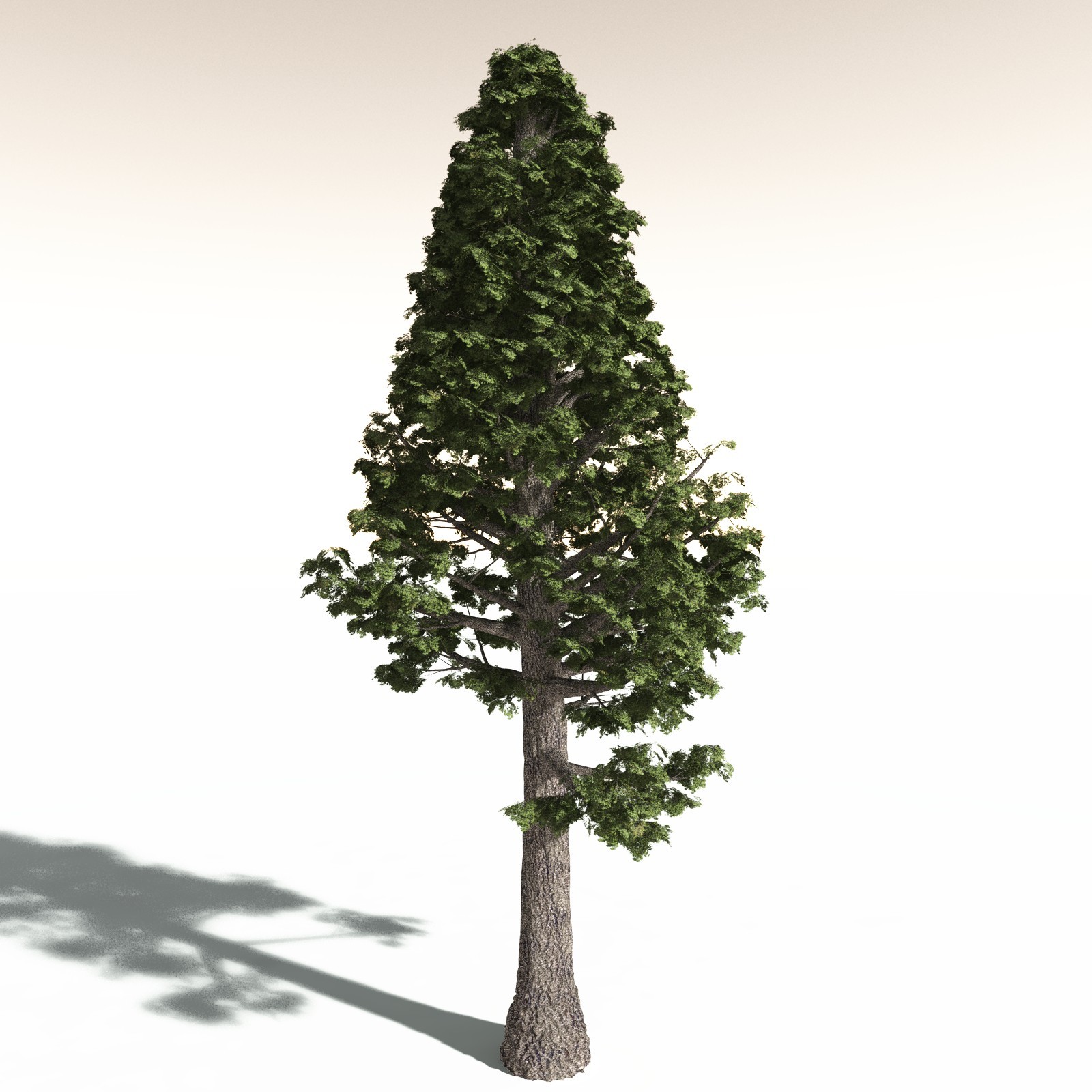 EVERYPlant Sitka Spruce for Daz by N/A