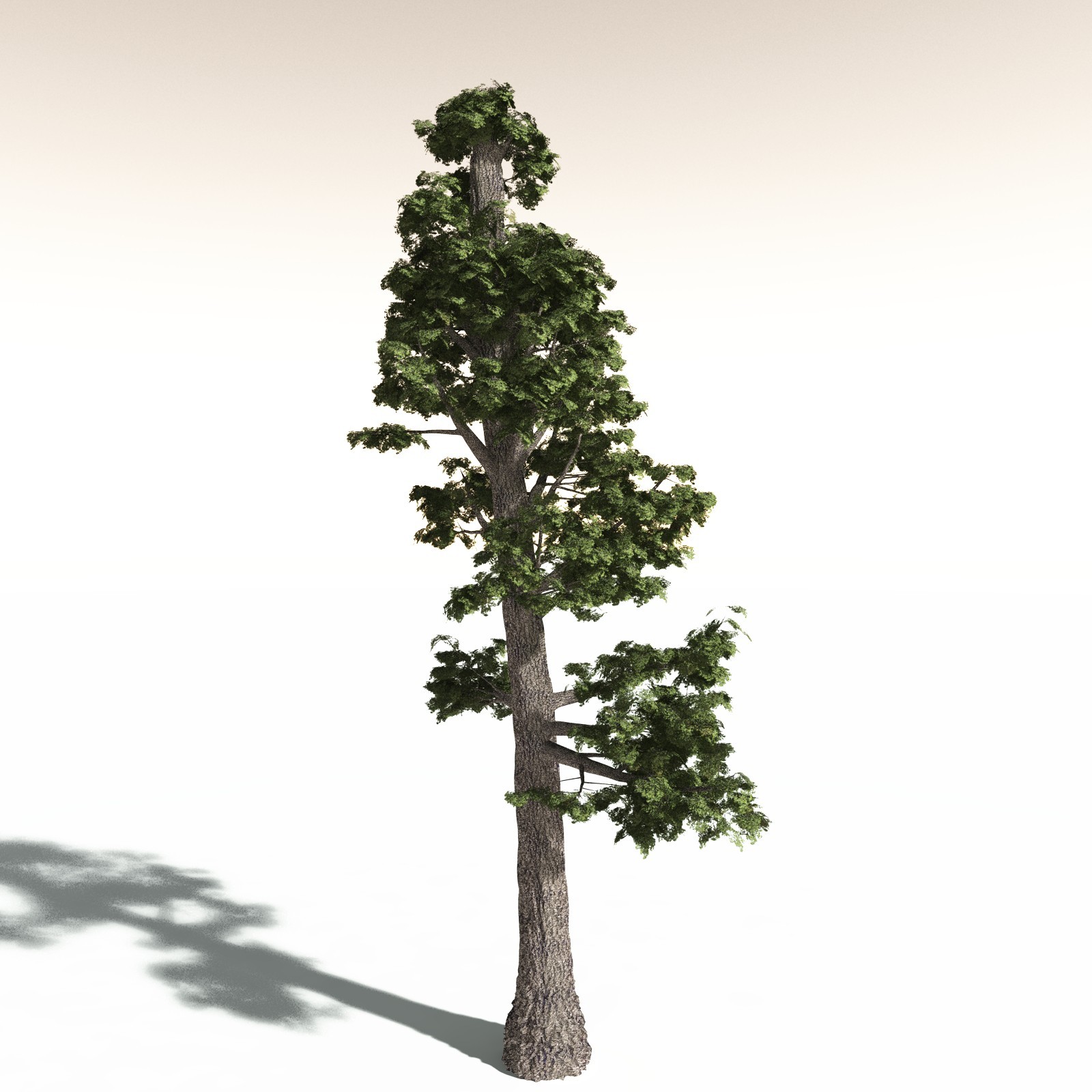 EVERYPlant Sitka Spruce for Daz by N/A