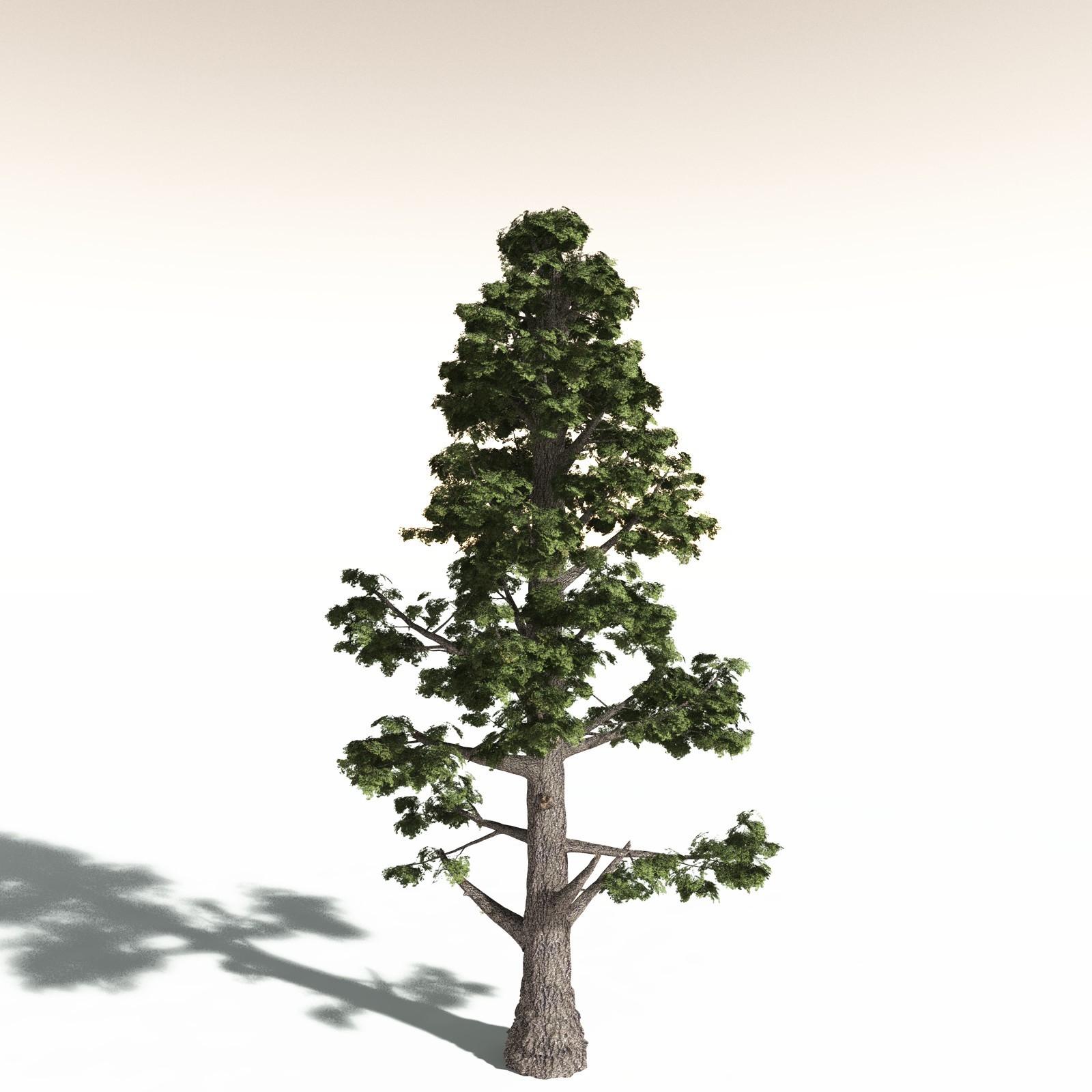 EVERYPlant Sitka Spruce for Daz by N/A