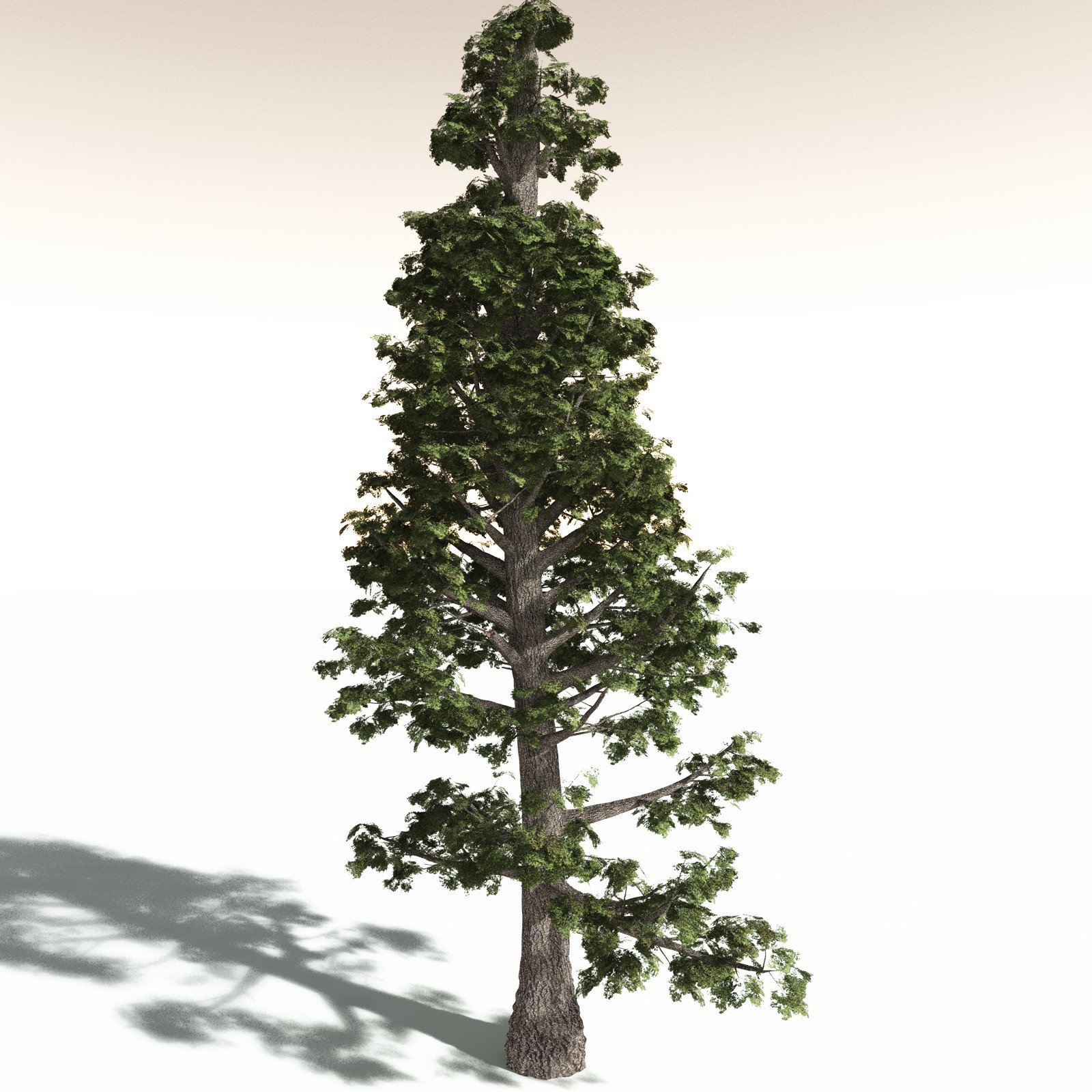 EVERYPlant Sitka Spruce for Daz by N/A
