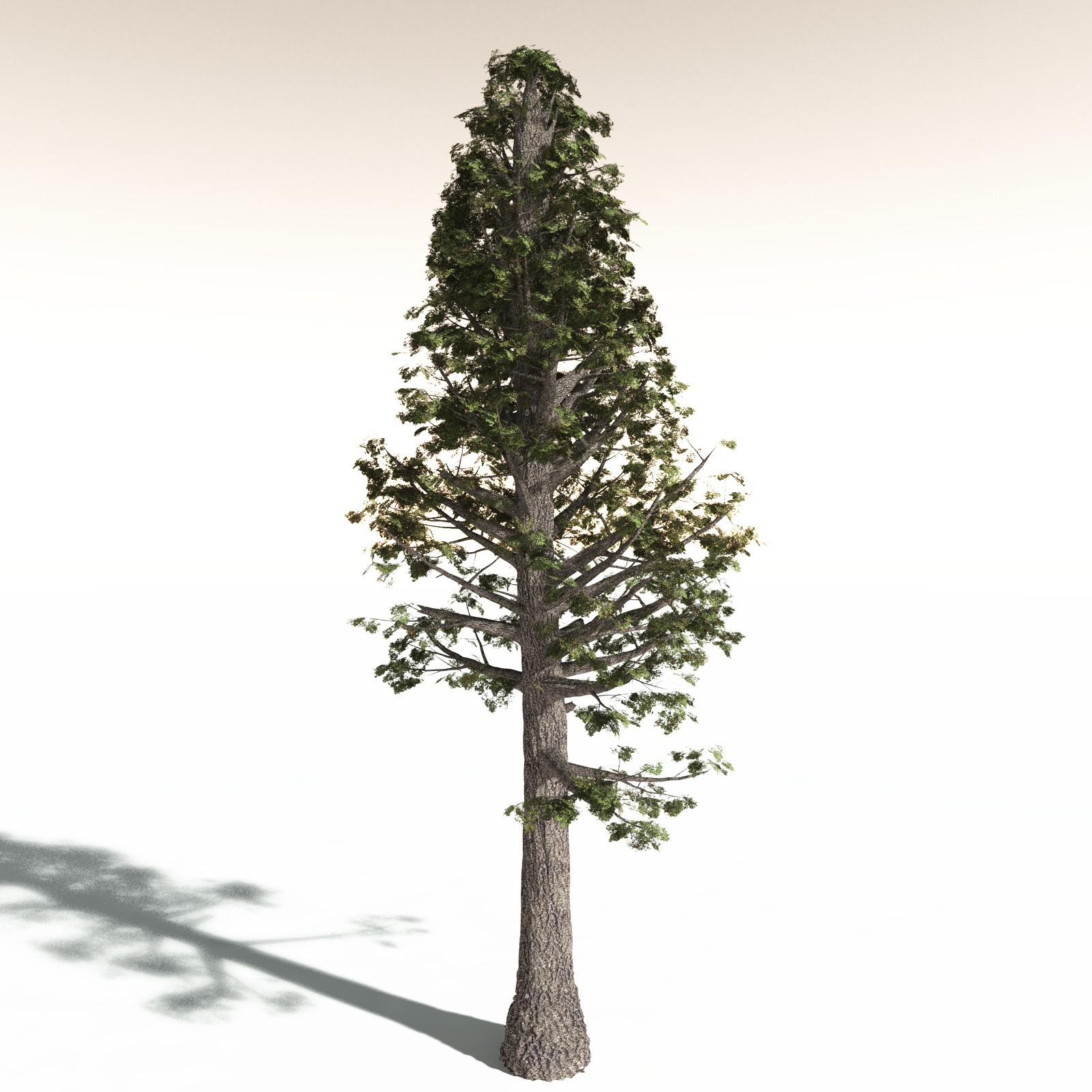 EVERYPlant Sitka Spruce for Daz by N/A