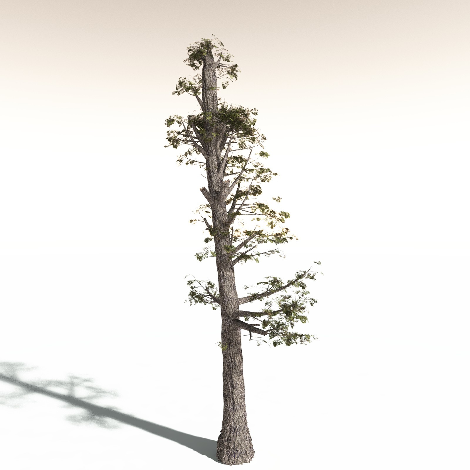 EVERYPlant Sitka Spruce for Daz by N/A