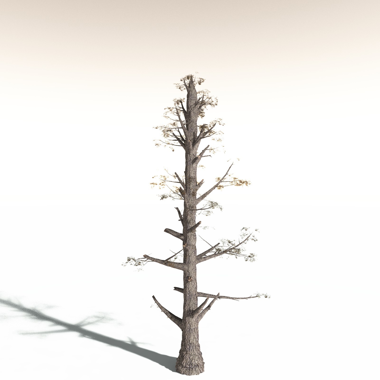 EVERYPlant Sitka Spruce for Daz by N/A