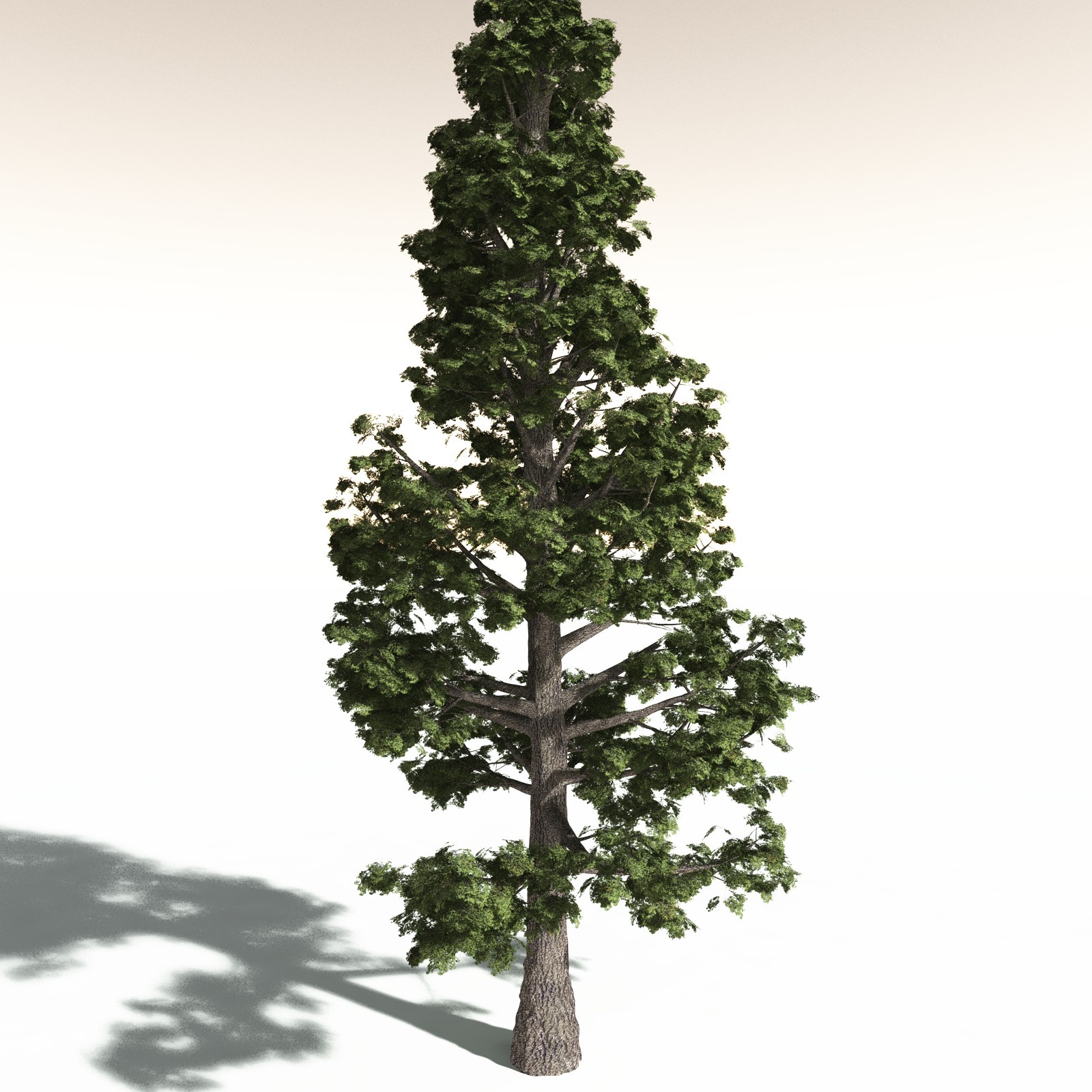 EVERYPlant Sitka Spruce for Daz by N/A