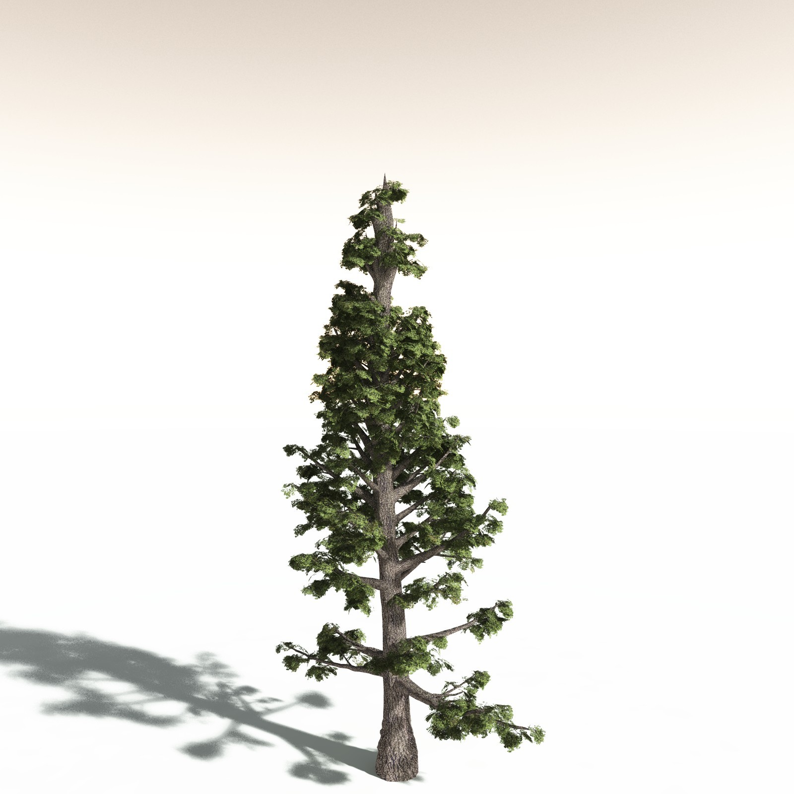 EVERYPlant Sitka Spruce for Daz by N/A