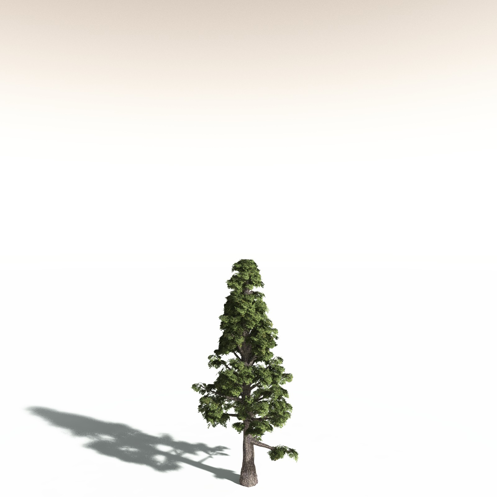 EVERYPlant Sitka Spruce for Daz by N/A