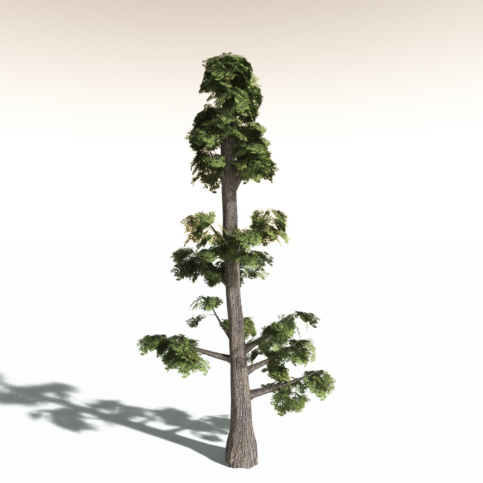 EVERYPlant Sitka Spruce for Daz by N/A