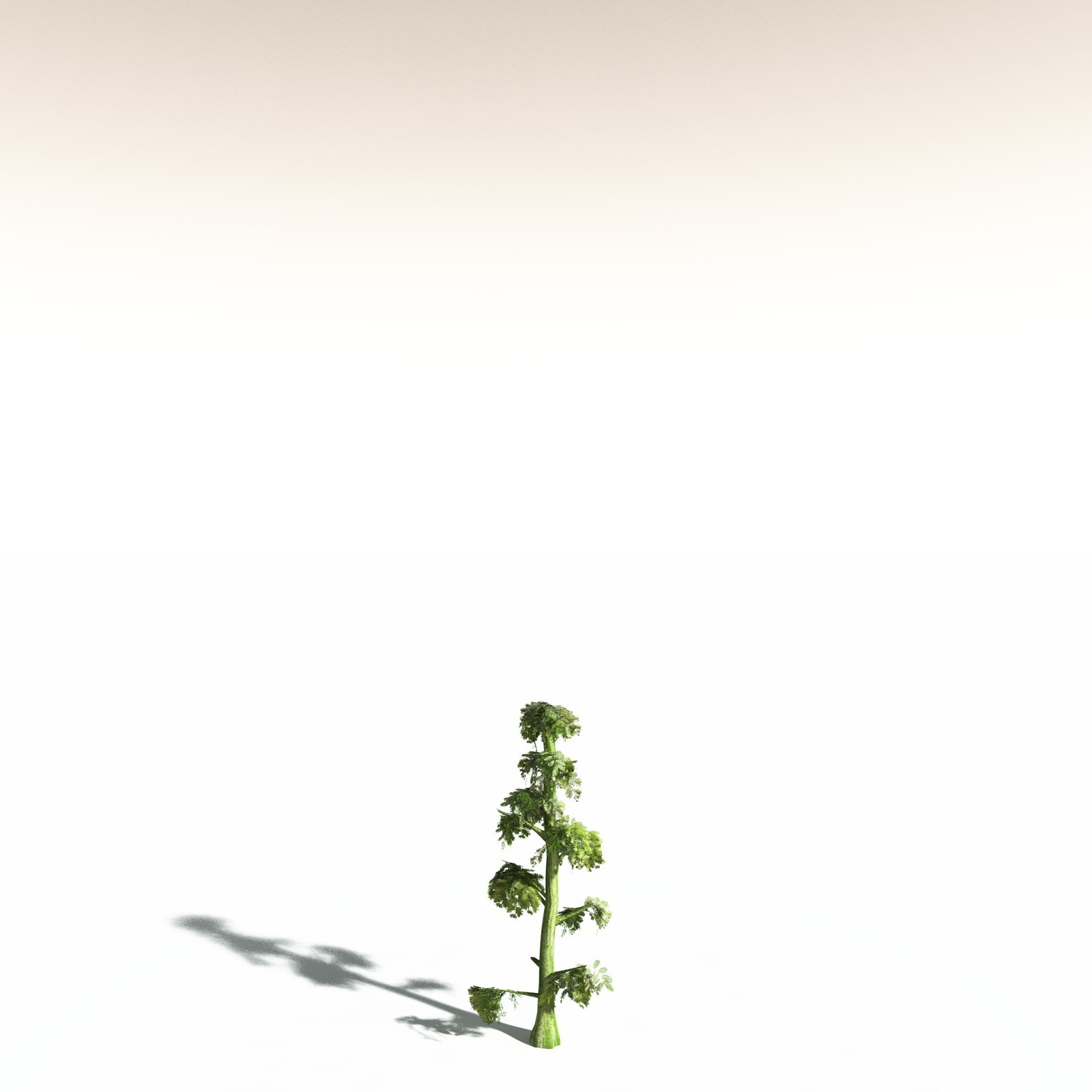 EVERYPlant Sitka Spruce for Daz by N/A