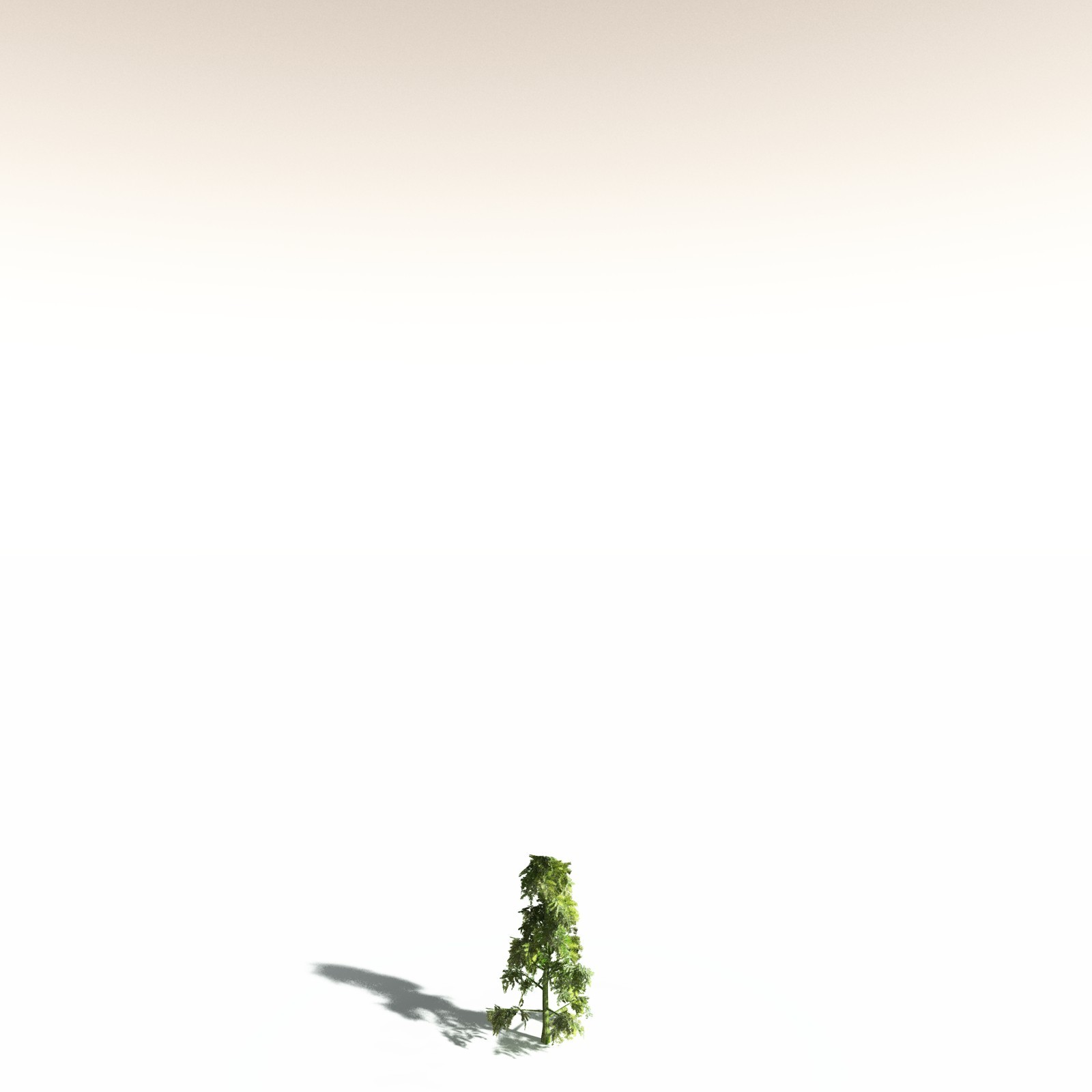 EVERYPlant Sitka Spruce for Daz by N/A