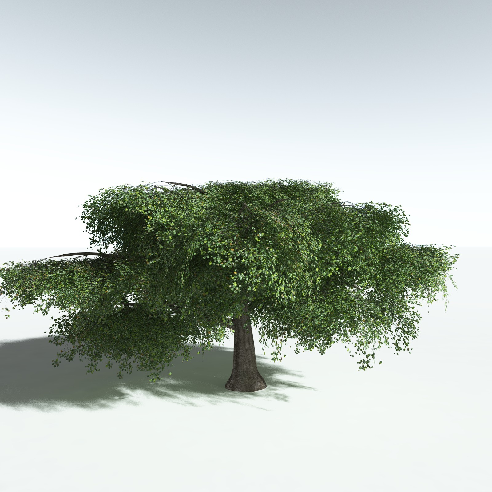 EVERYPlant Banyan Tree for Vue by N/A